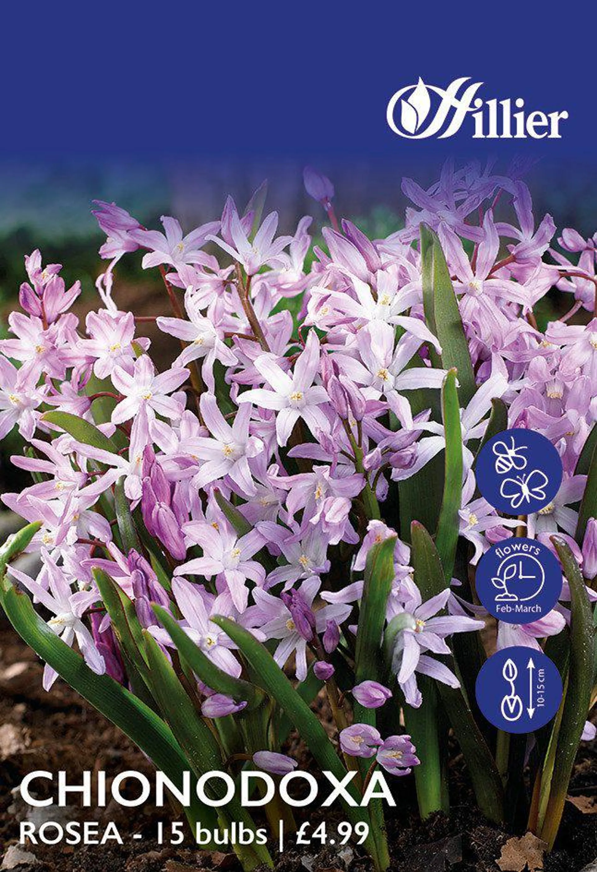 Chionodoxa Bulbs Rosea