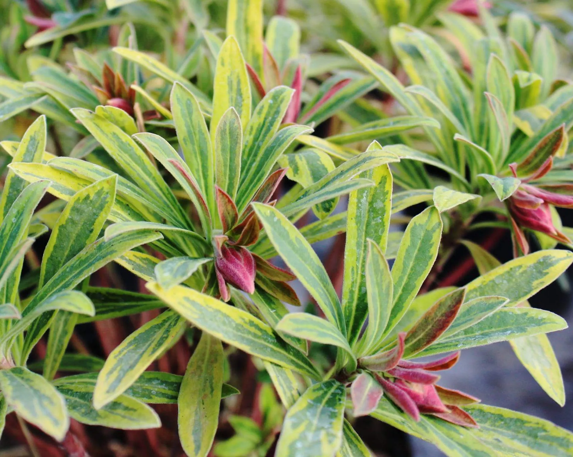 Euphorbia x martini ‘Ascot Rainbow’ 2L