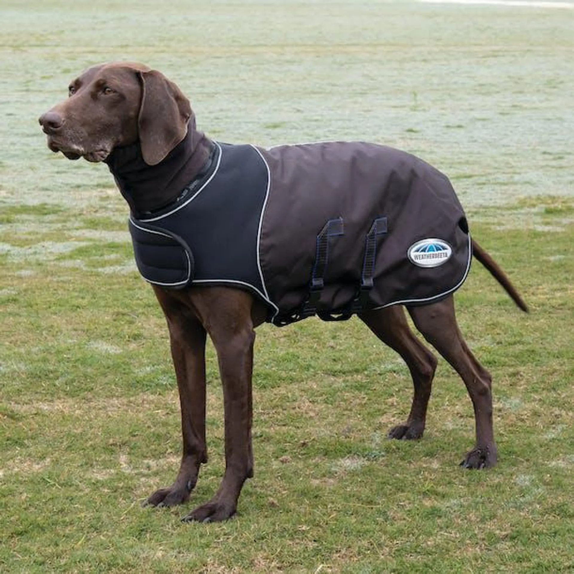 Weatherbeeta Comfitec Ultra Cozi Medium Lite Dog Jacket