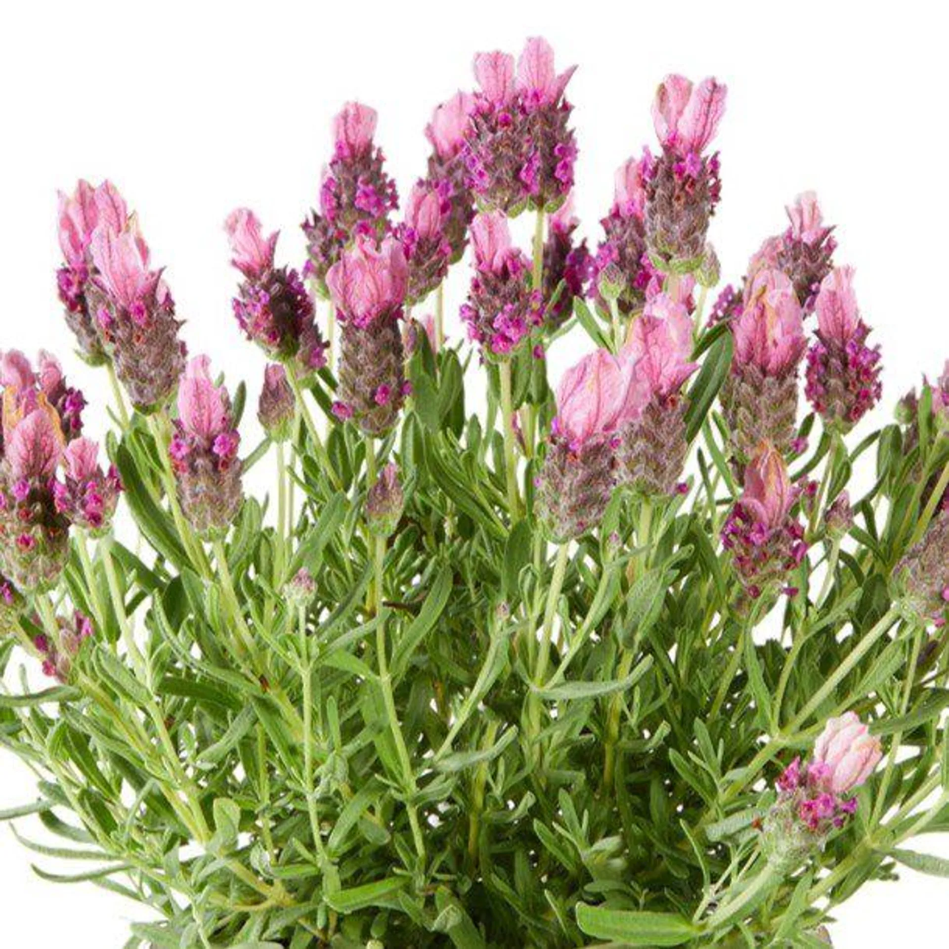 Lavandula stoechas LavLov Deep Pink