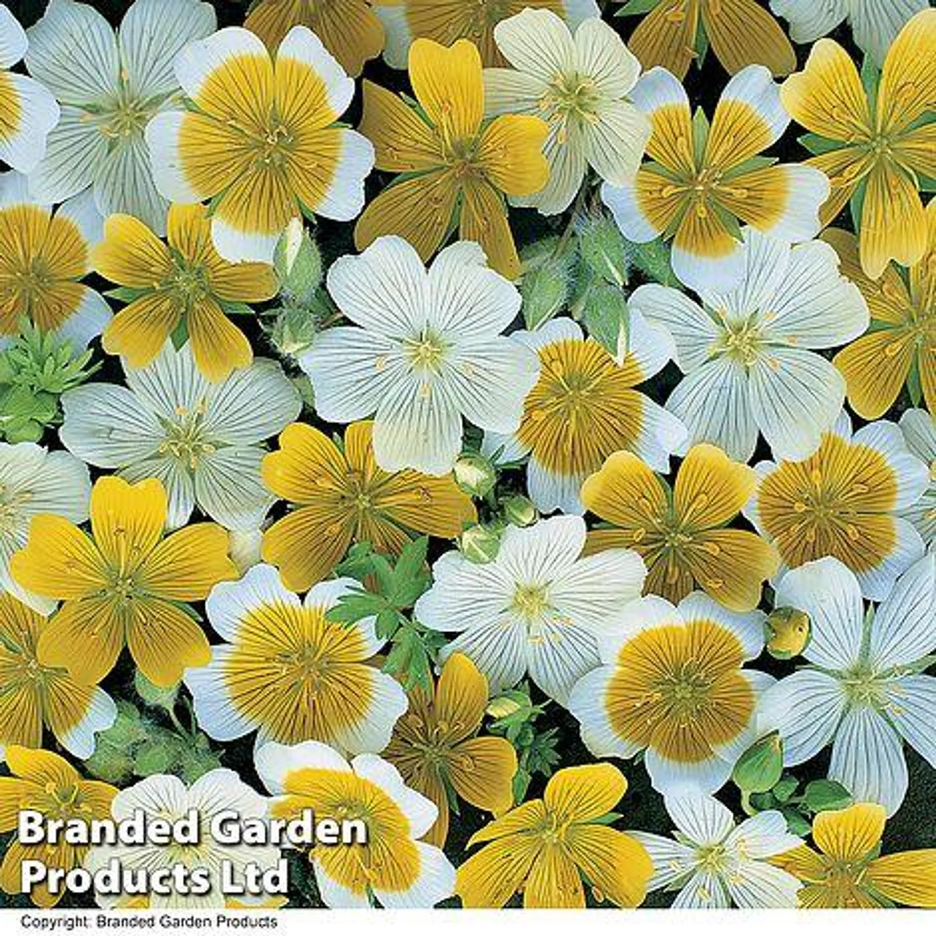 Limnanthes douglasii 'Spanish Omelette Mixed' - Seeds