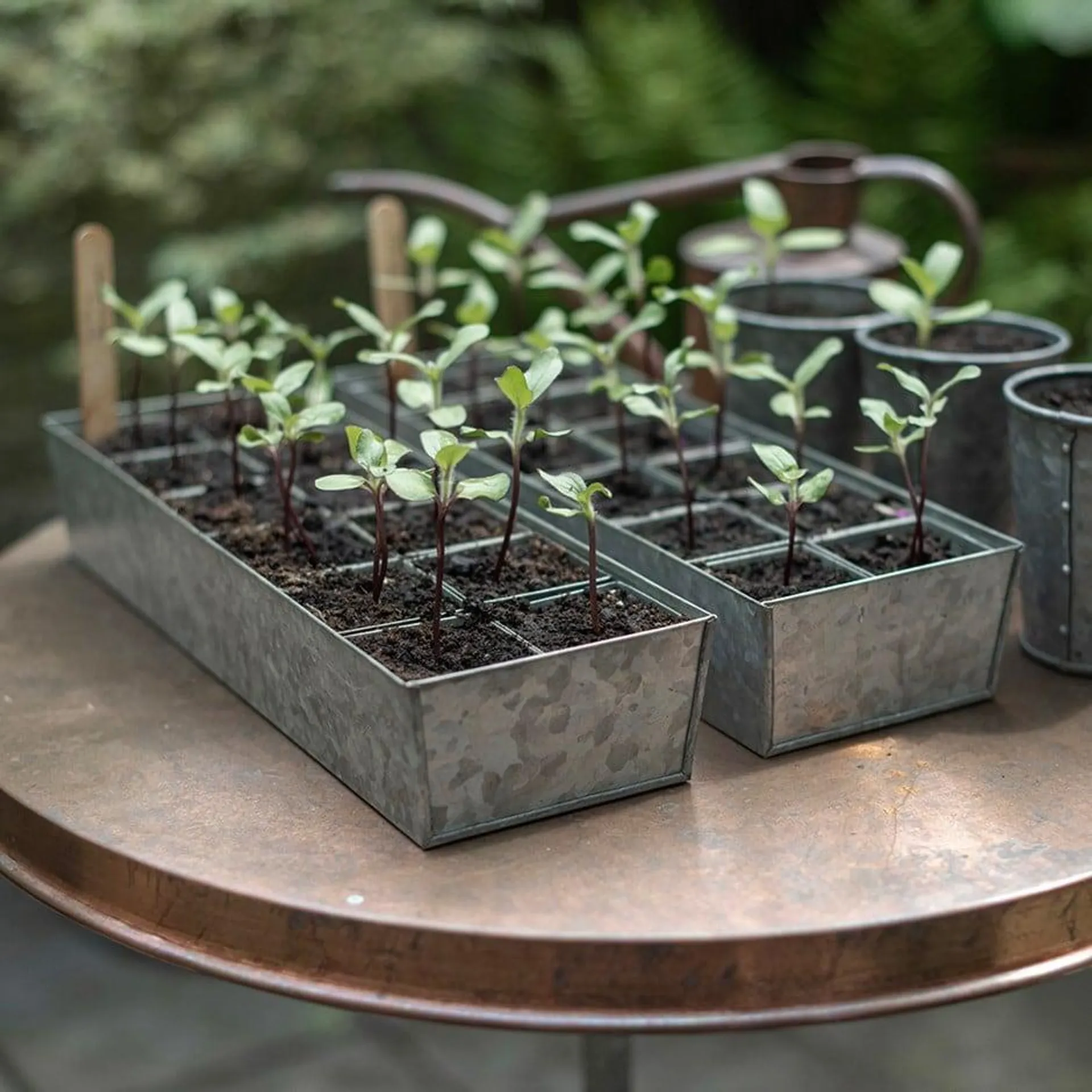 Galvanised tray with 12 grow pods