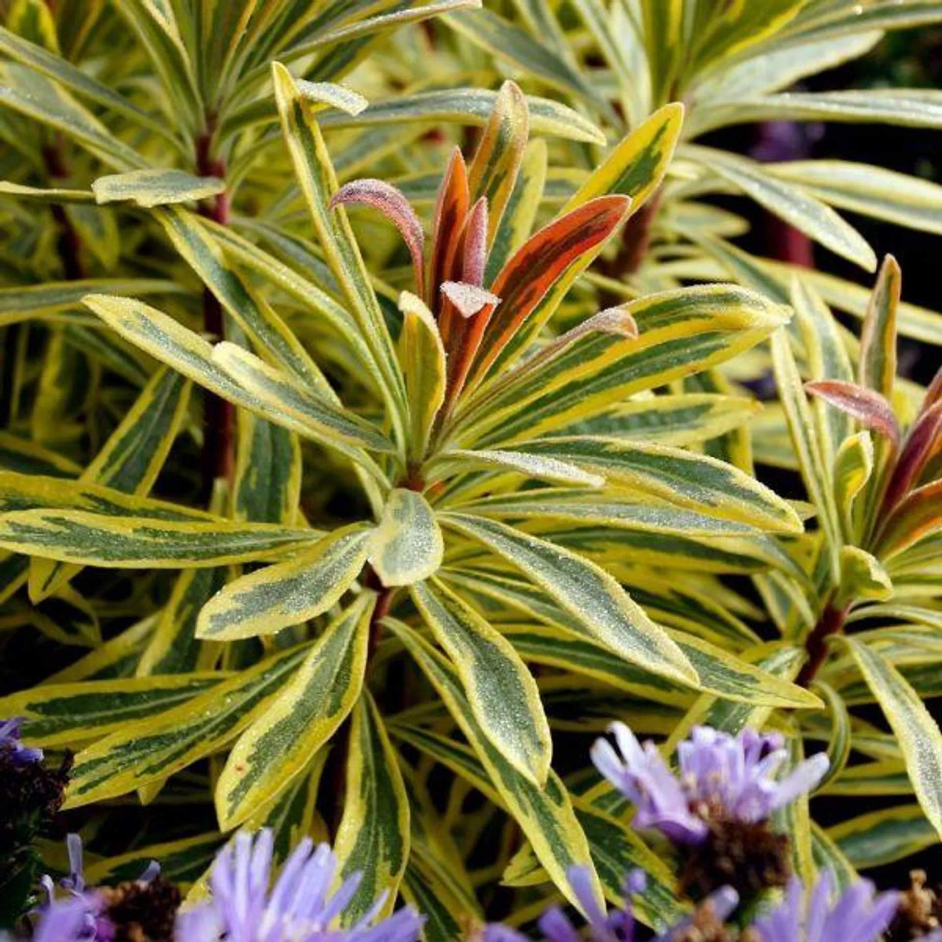 Euphorbia Ascot Rainbow 4.5 Litre