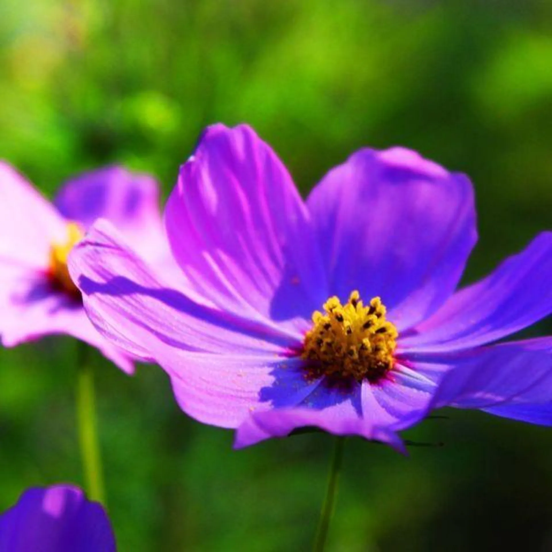 Cosmos Violet 6 Pack