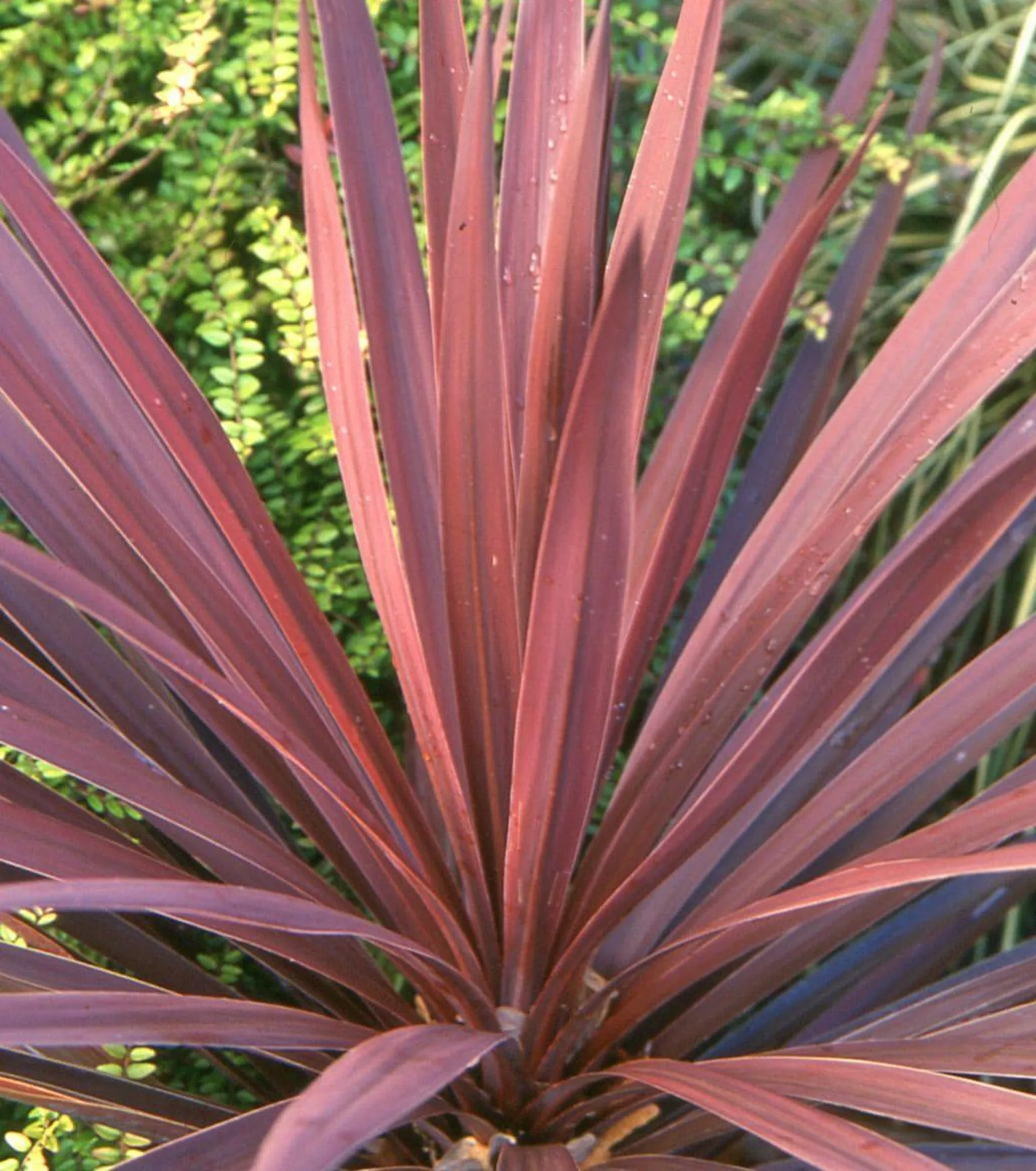 Cordyline ‘Red Star’ 2L