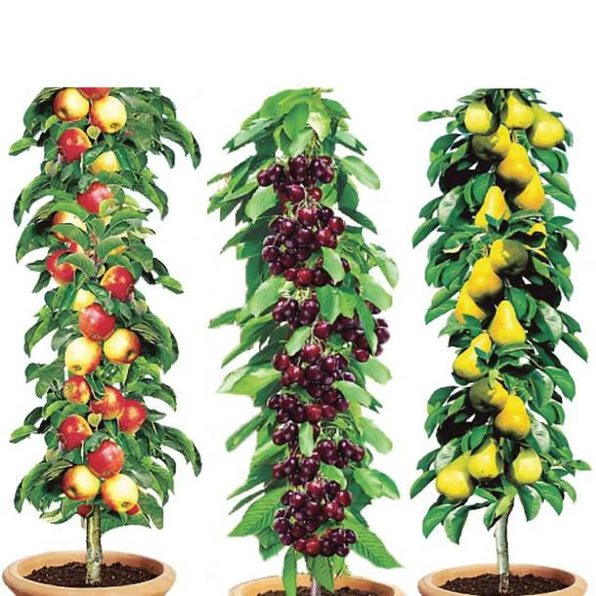 Pillar Fruit Trees (Set of 3)