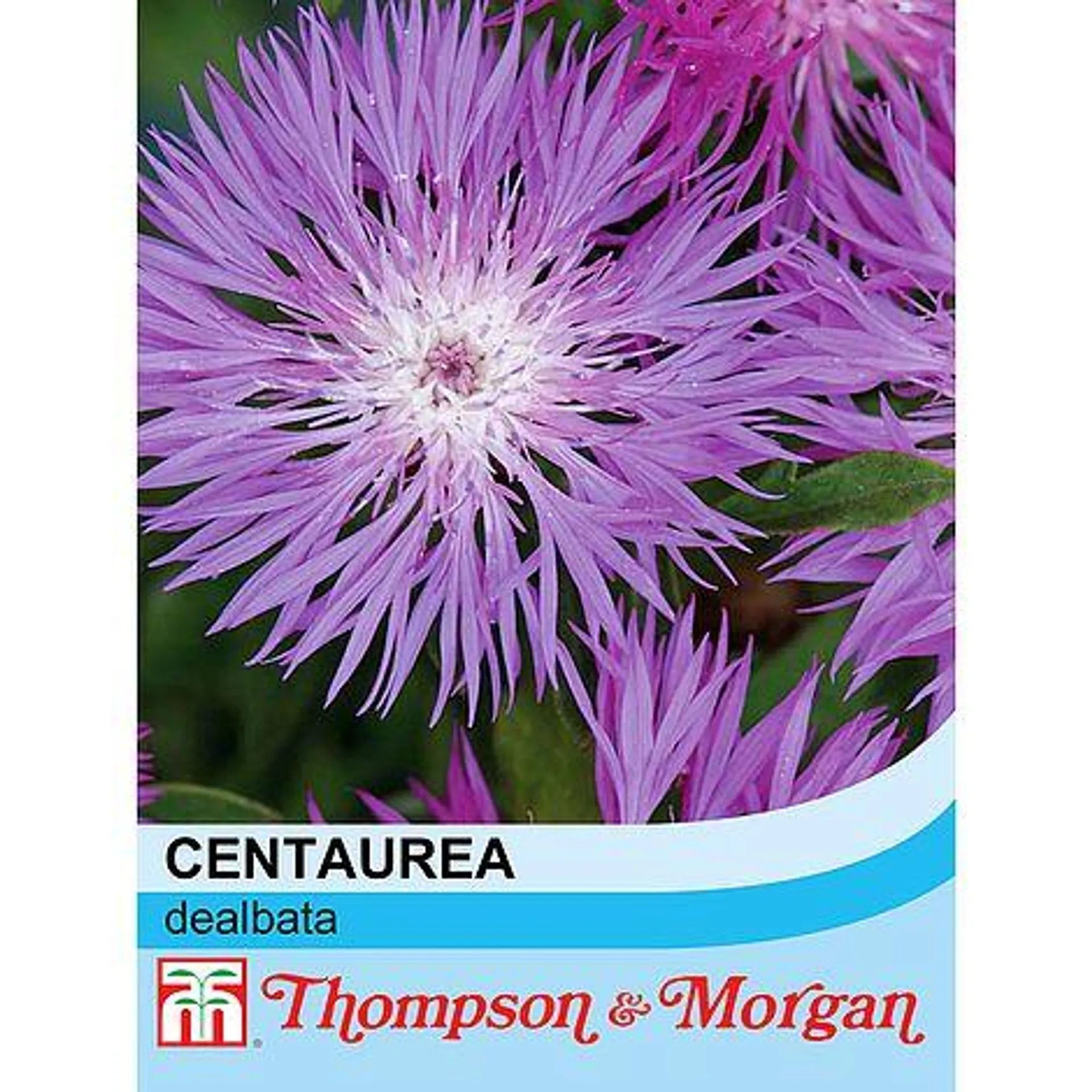 Centaurea dealbata - Seeds