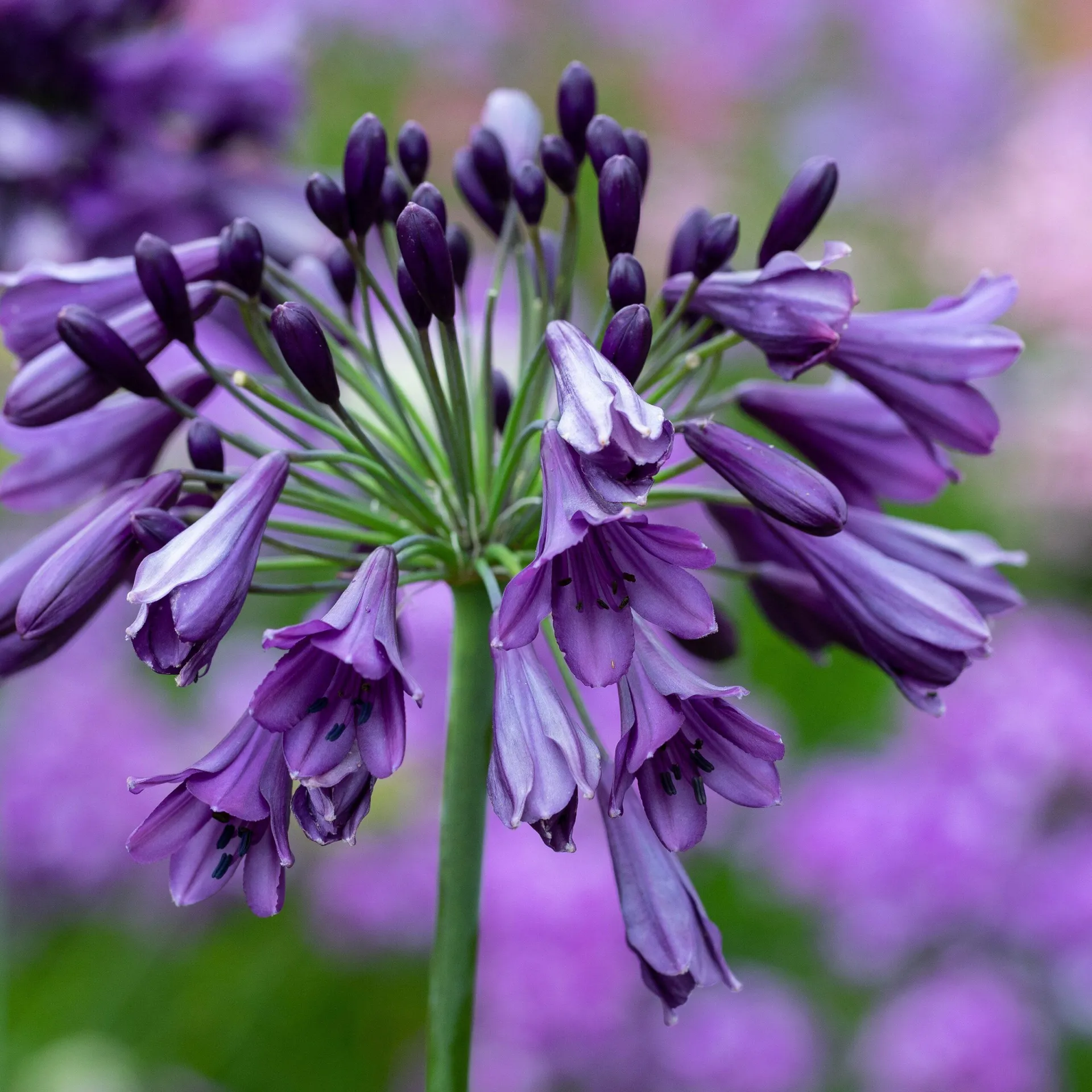 Agapanthus ‘Poppin’ Purple’ 2L