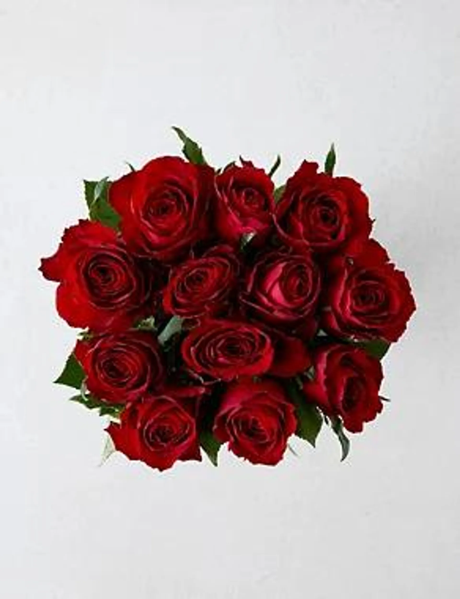 Dozen Red Roses (Delivery from 9th February 2023)