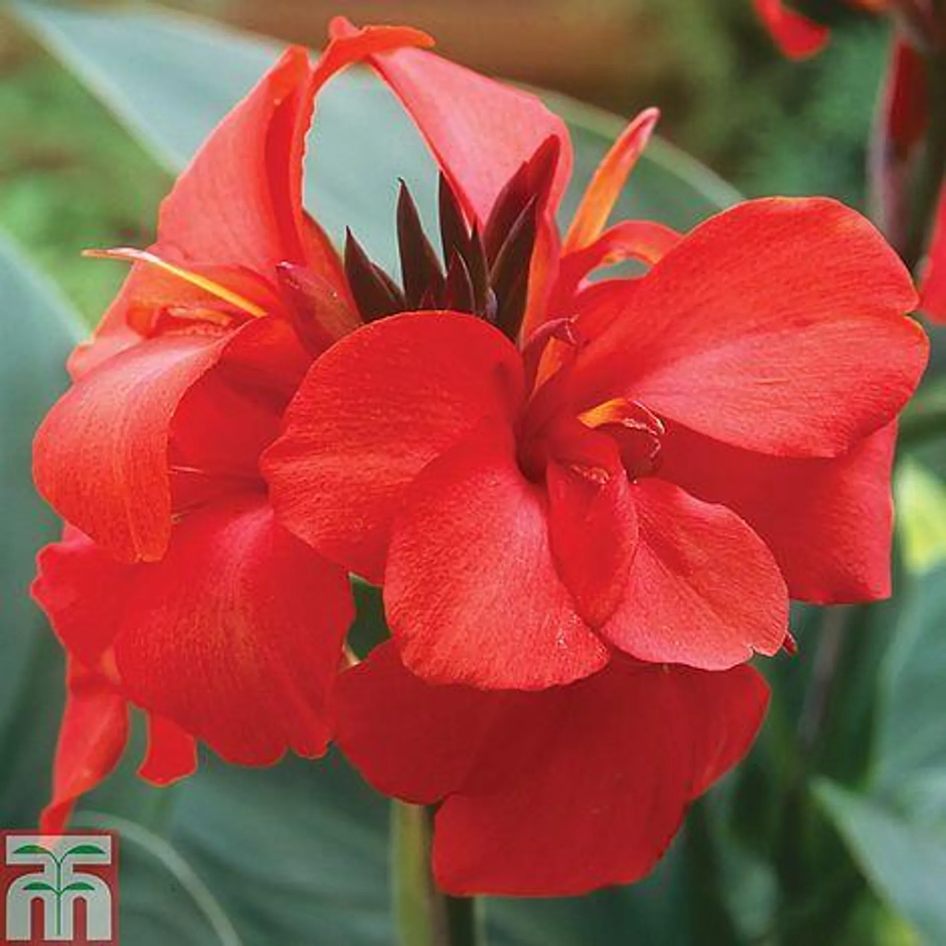 Canna x generalis 'Cannova Scarlet'