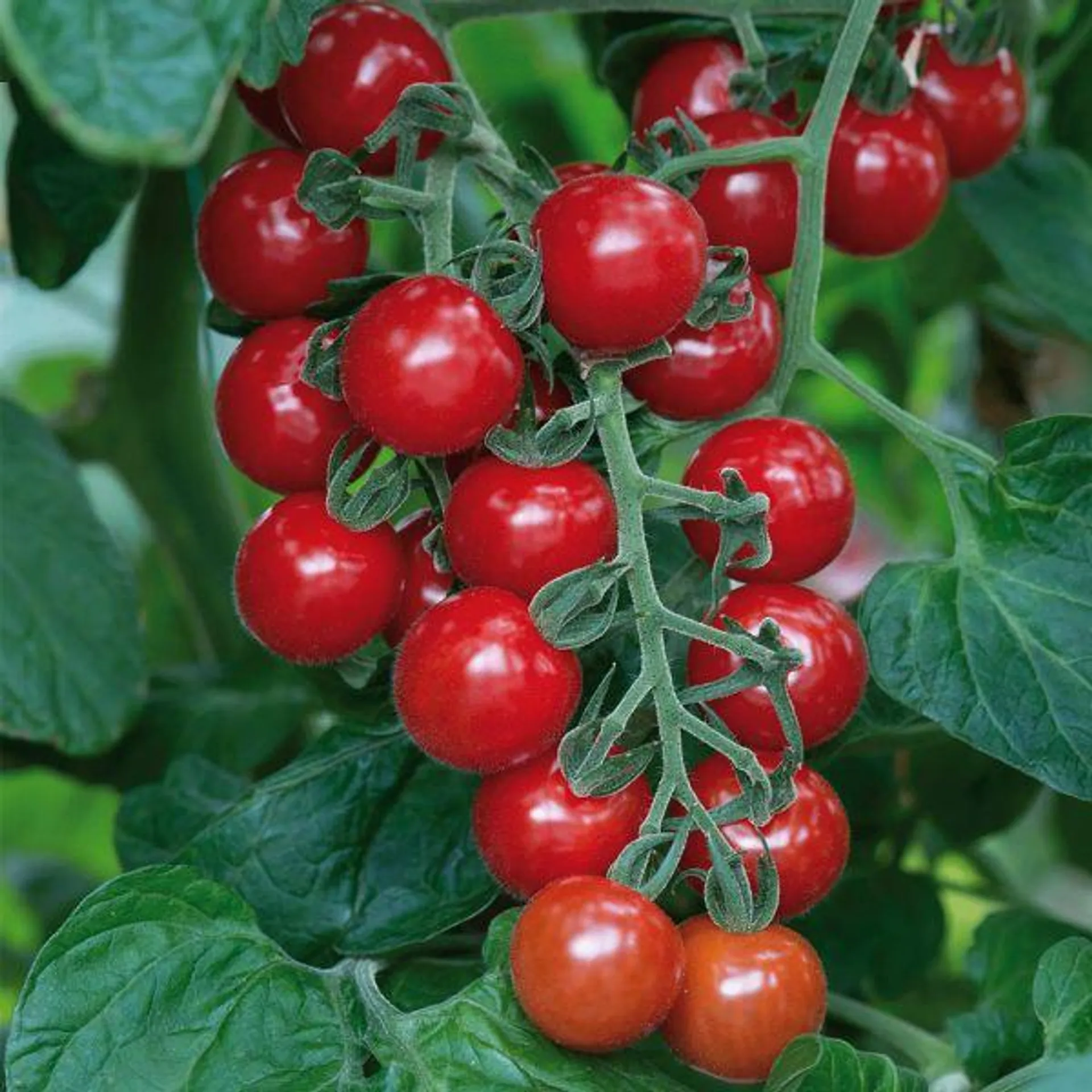 Really Tasty Tomato - Cherry Baby 11cm