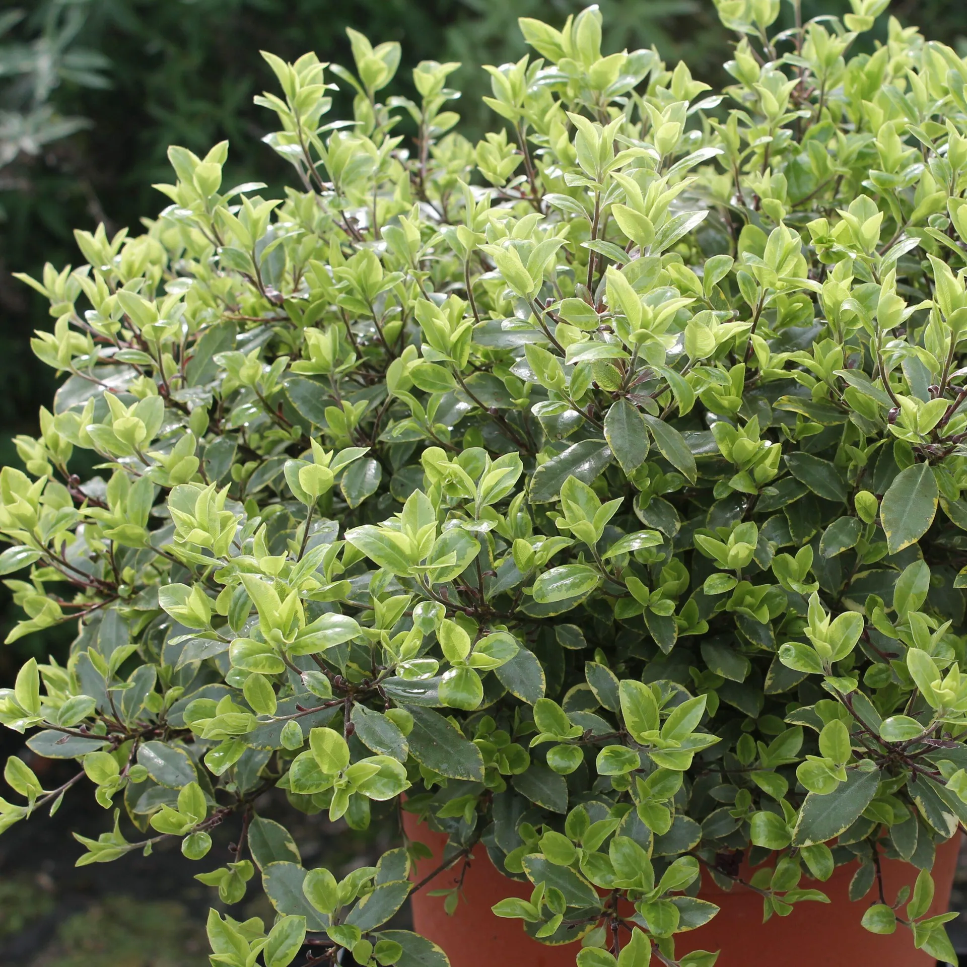 Pittosporum tenuifolium ‘Glo Ball’ 3L