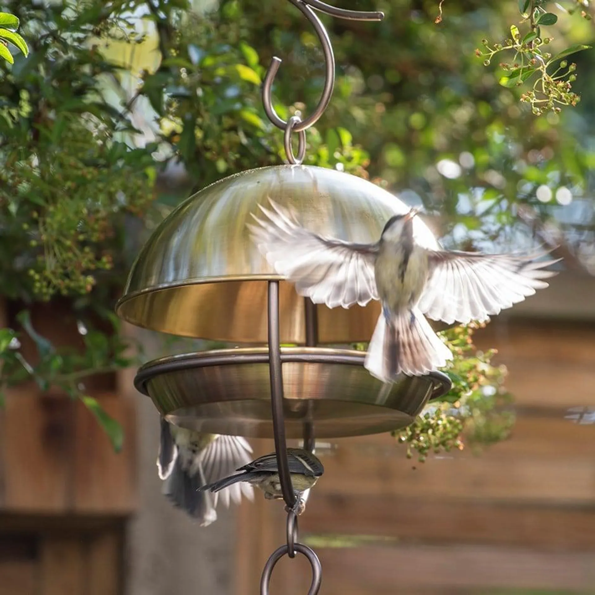 Brushed brass hanging bird feeding dome