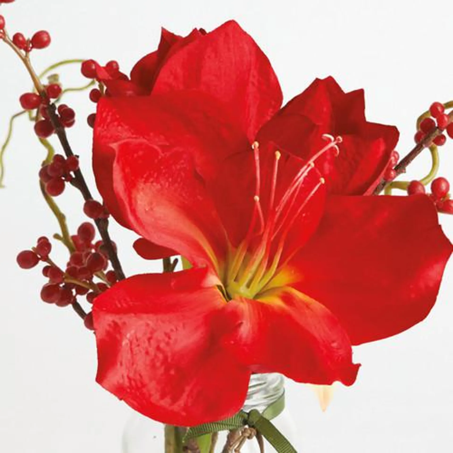 Amaryllis and Berry Arrangement