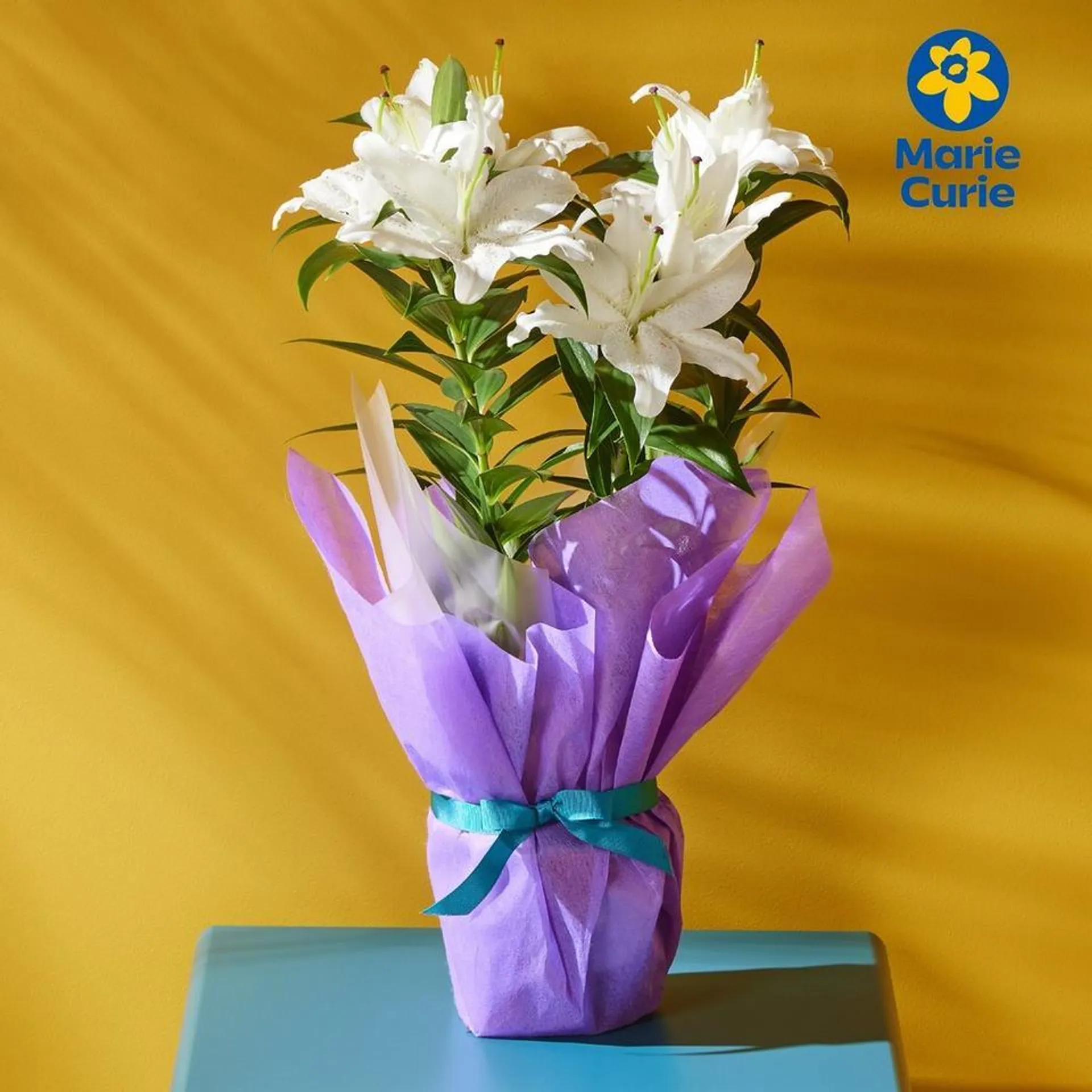 Gift Wrapped Oriental Lily - Plant Of The Month