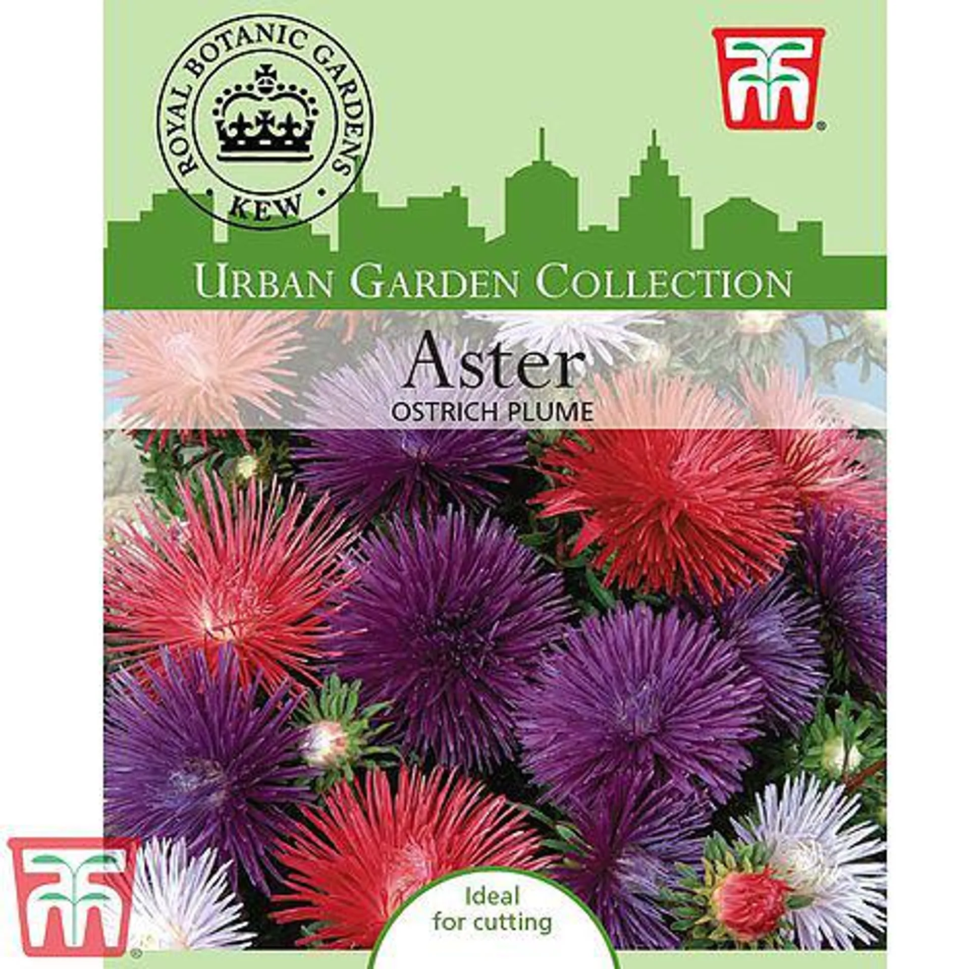 Aster 'Ostrich Plume Mixed' - Kew Collection Seeds