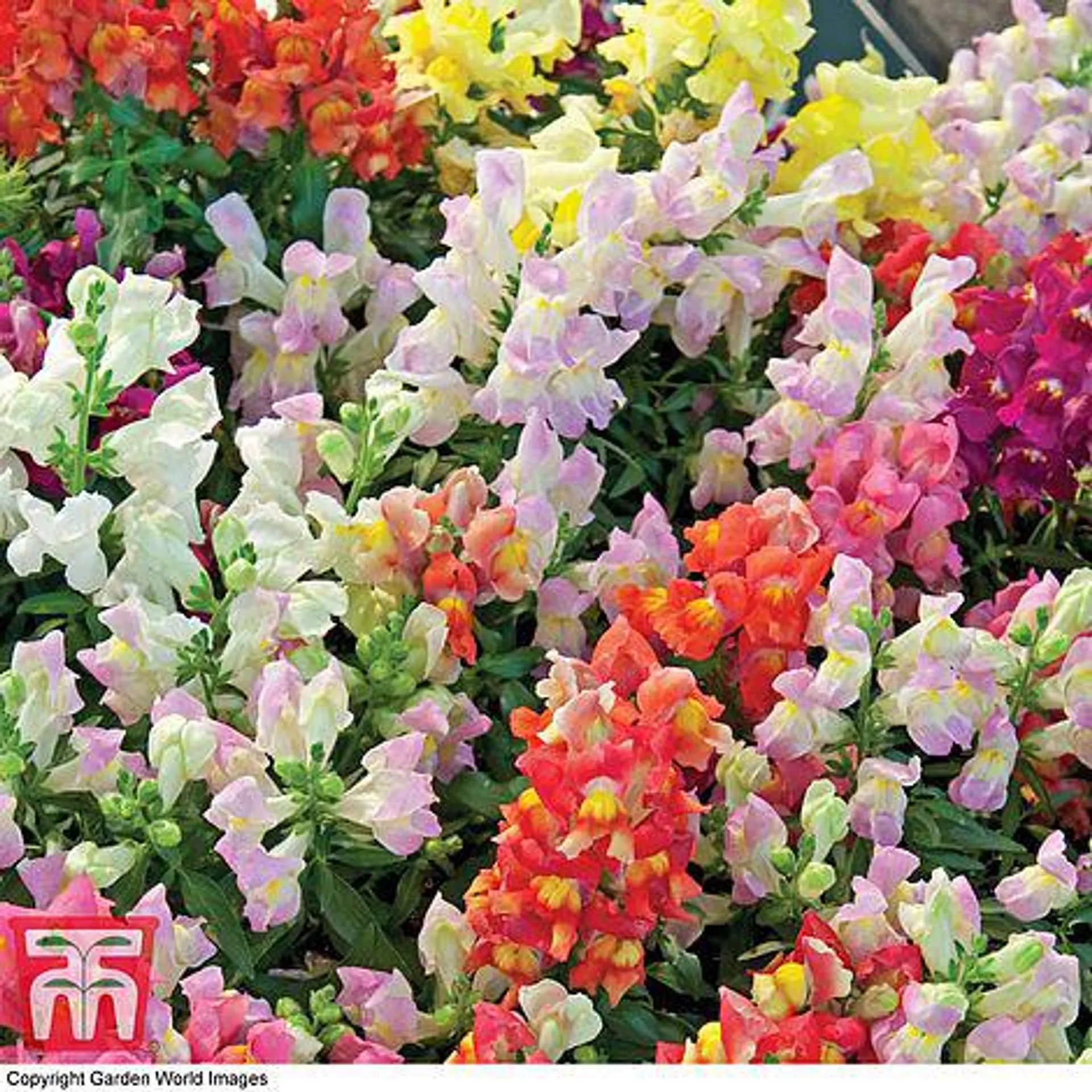 Antirrhinum majus pumilum 'Magic Carpet' - Kew Collection Seeds