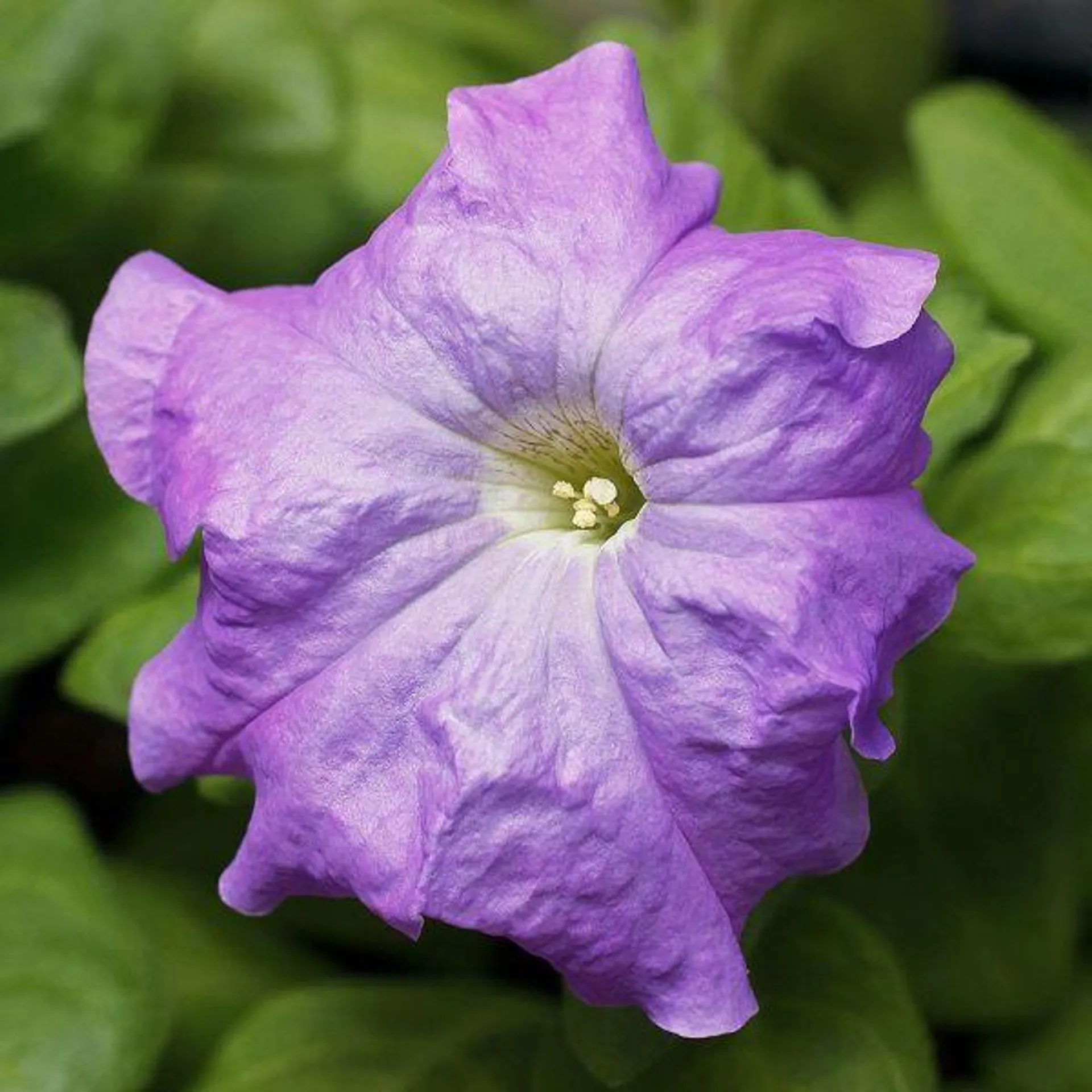 Petunia Sky Blue 6 Pack