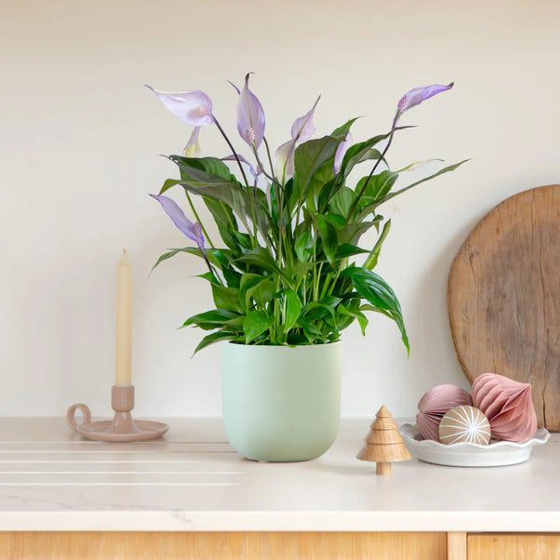 Lilac Peace Lily House Plant in Earthenware Pot