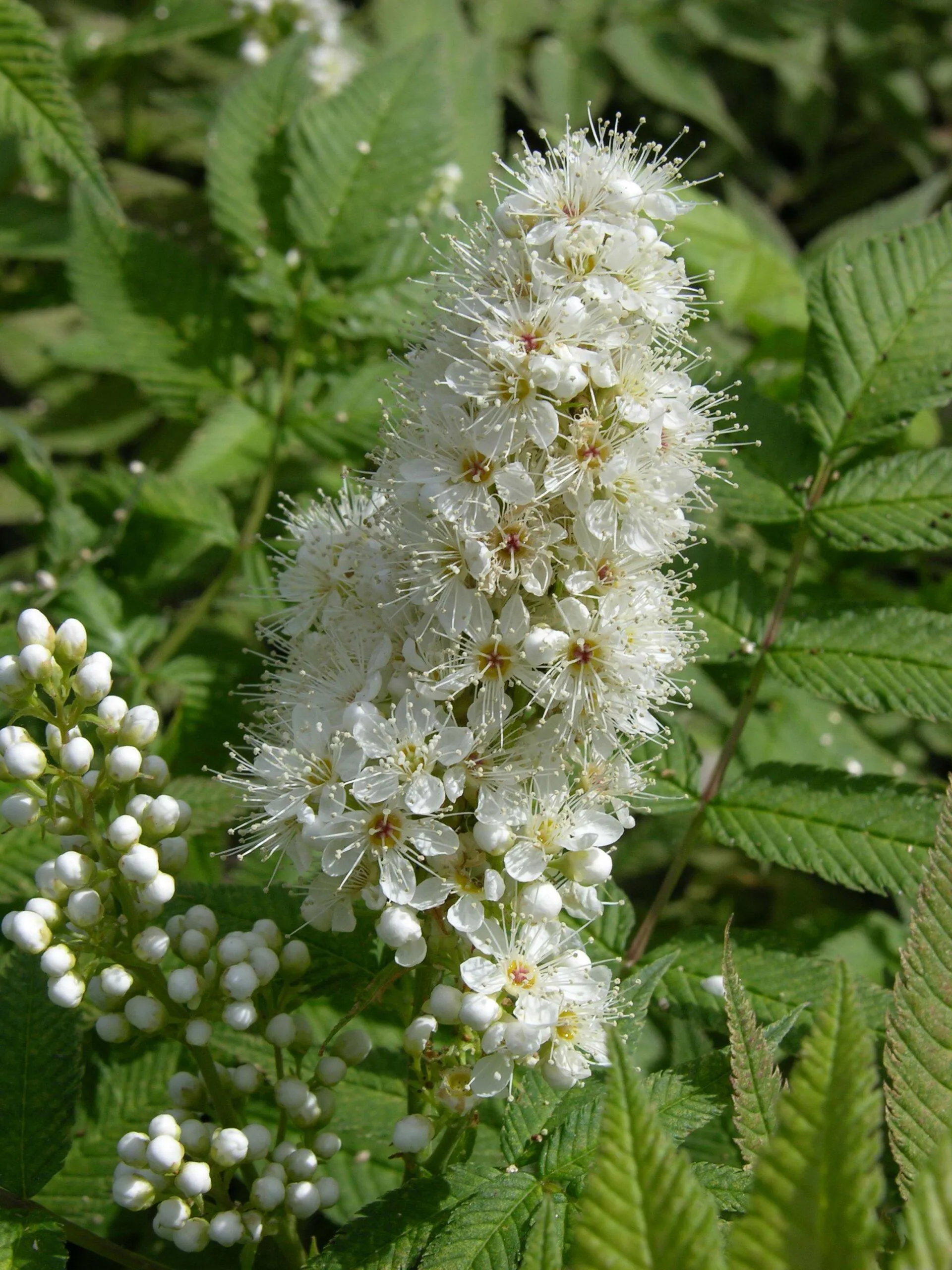 Sorbaria sorbifolia ‘Sem’ 3L