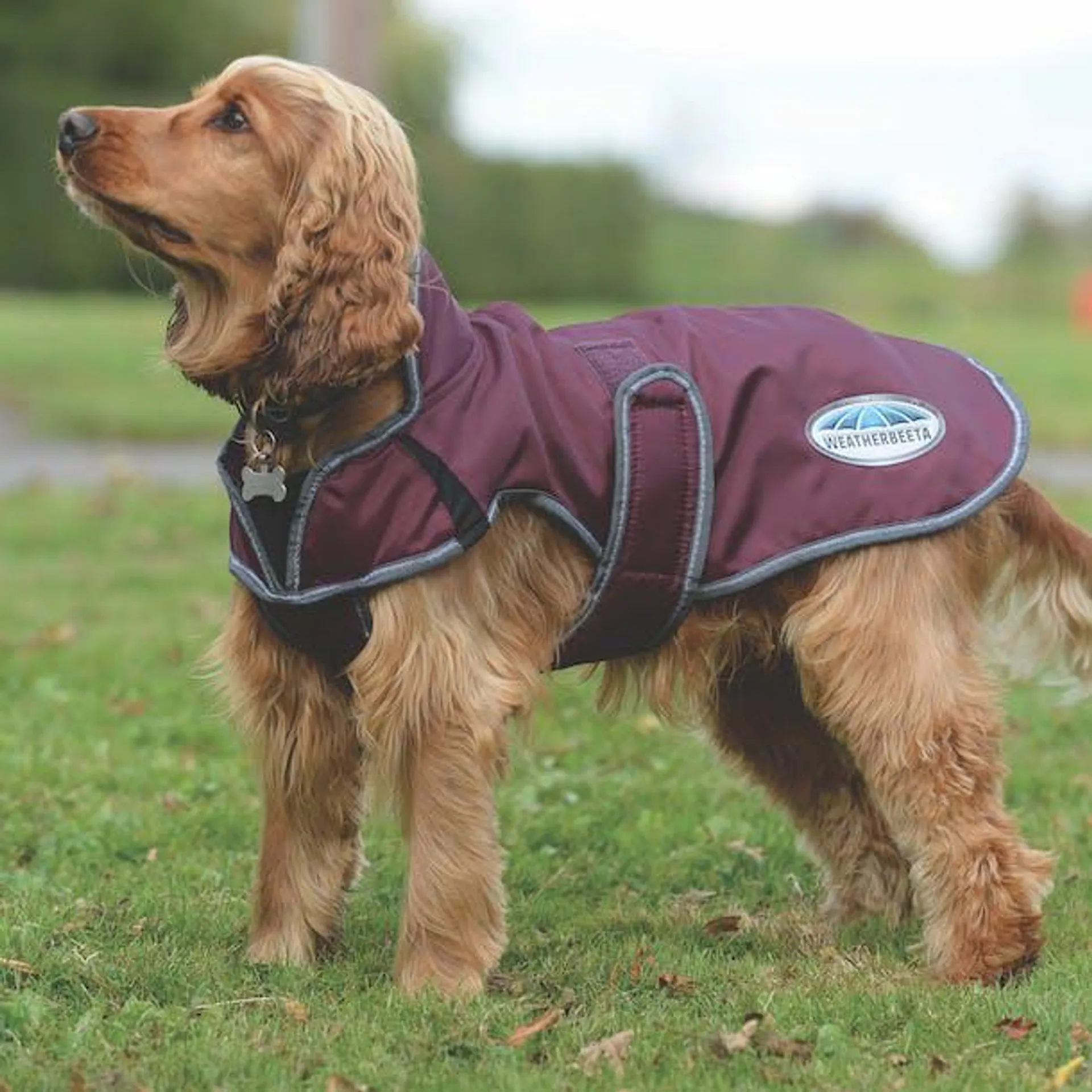 Weatherbeeta Comfitec Windbreaker Free Deluxe Dog Jacket