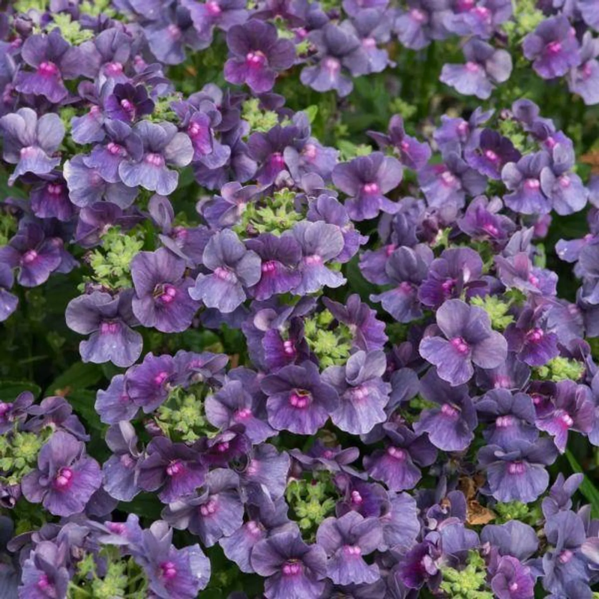 Nemesia Lady Anne 1 Litre