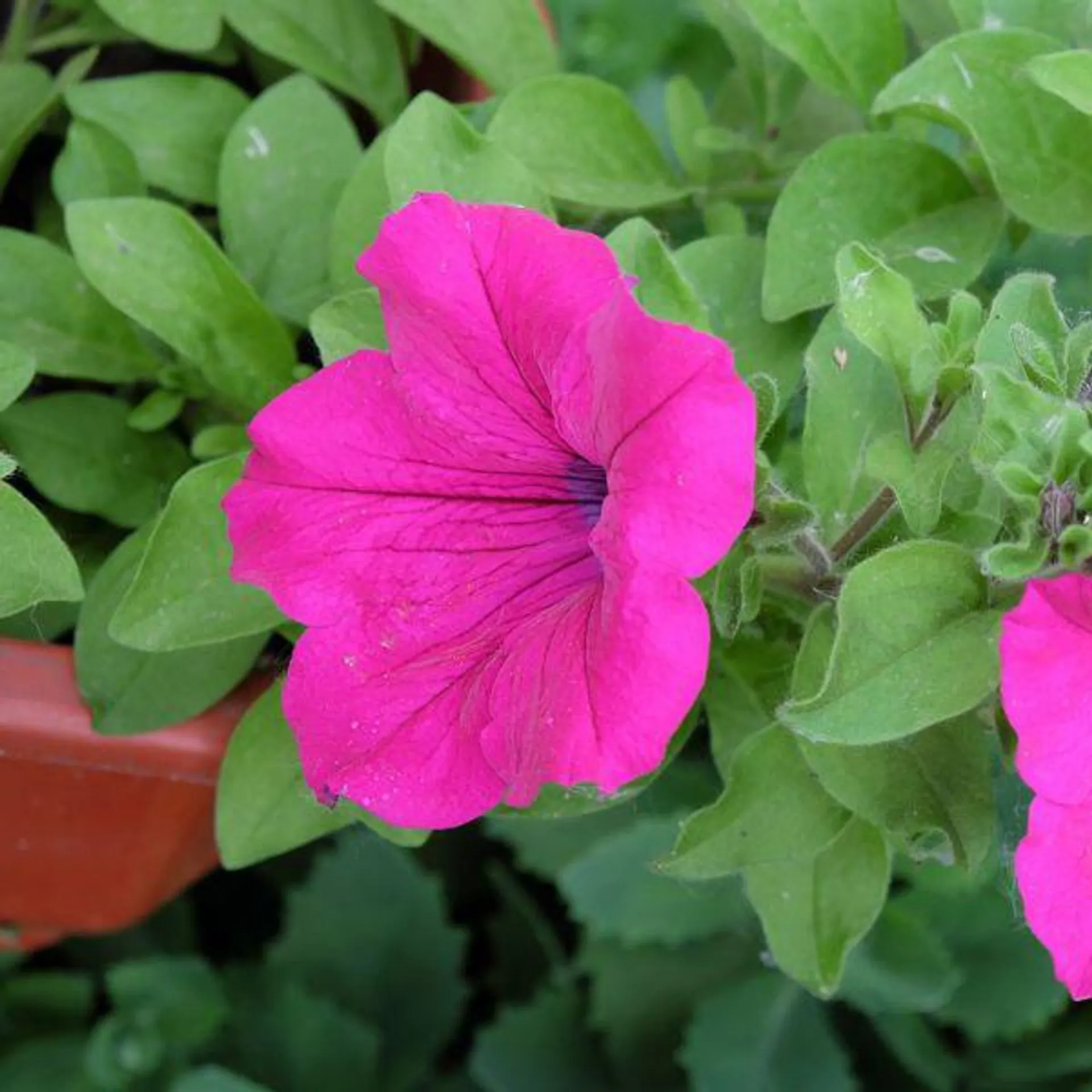 Petunia Pink 6 Pack