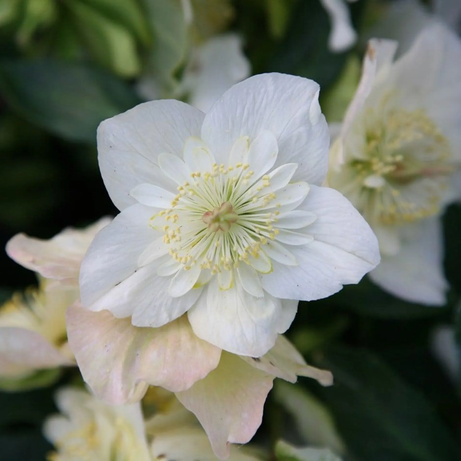 Harvington hybrids double-flowered