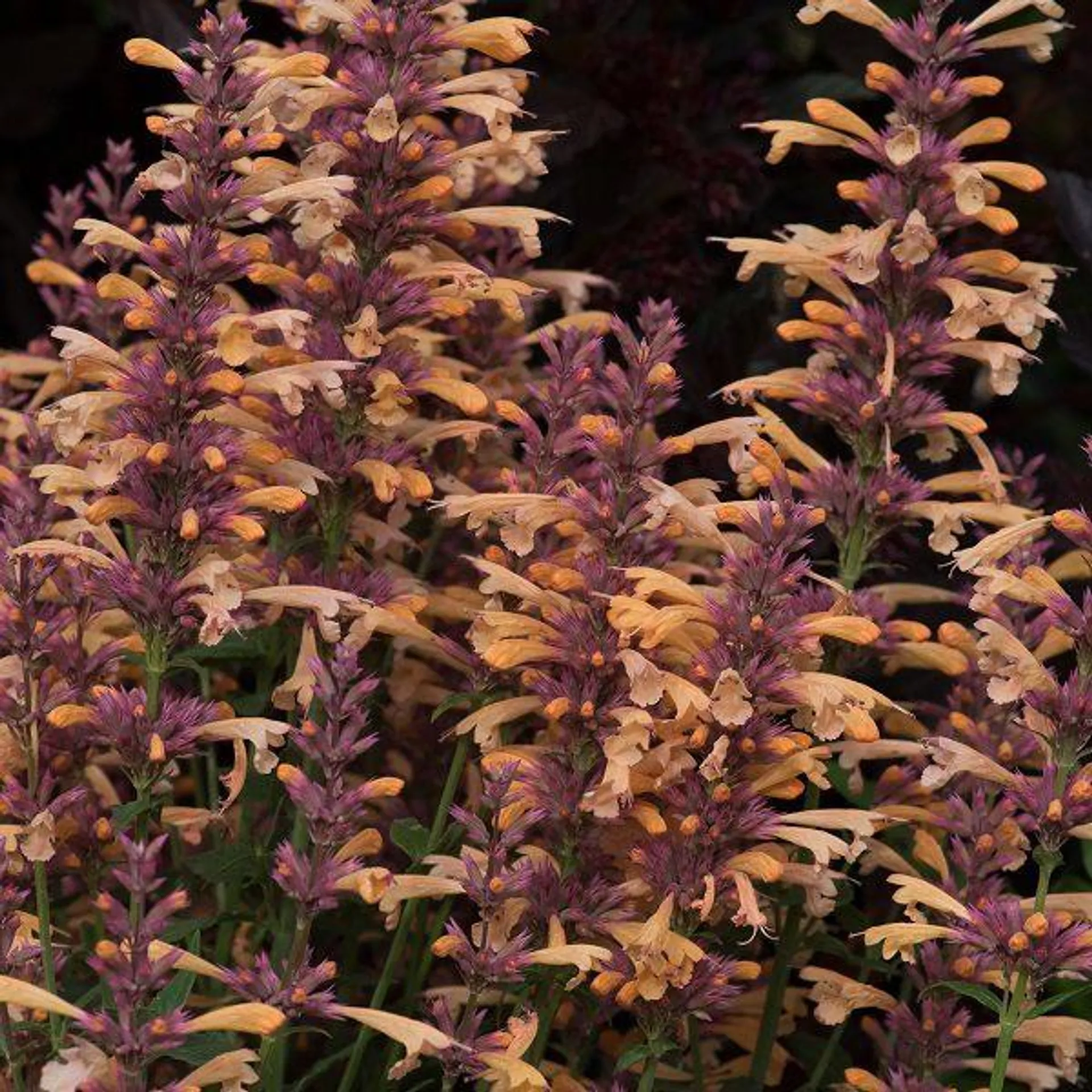 Agastache Peachie Keen