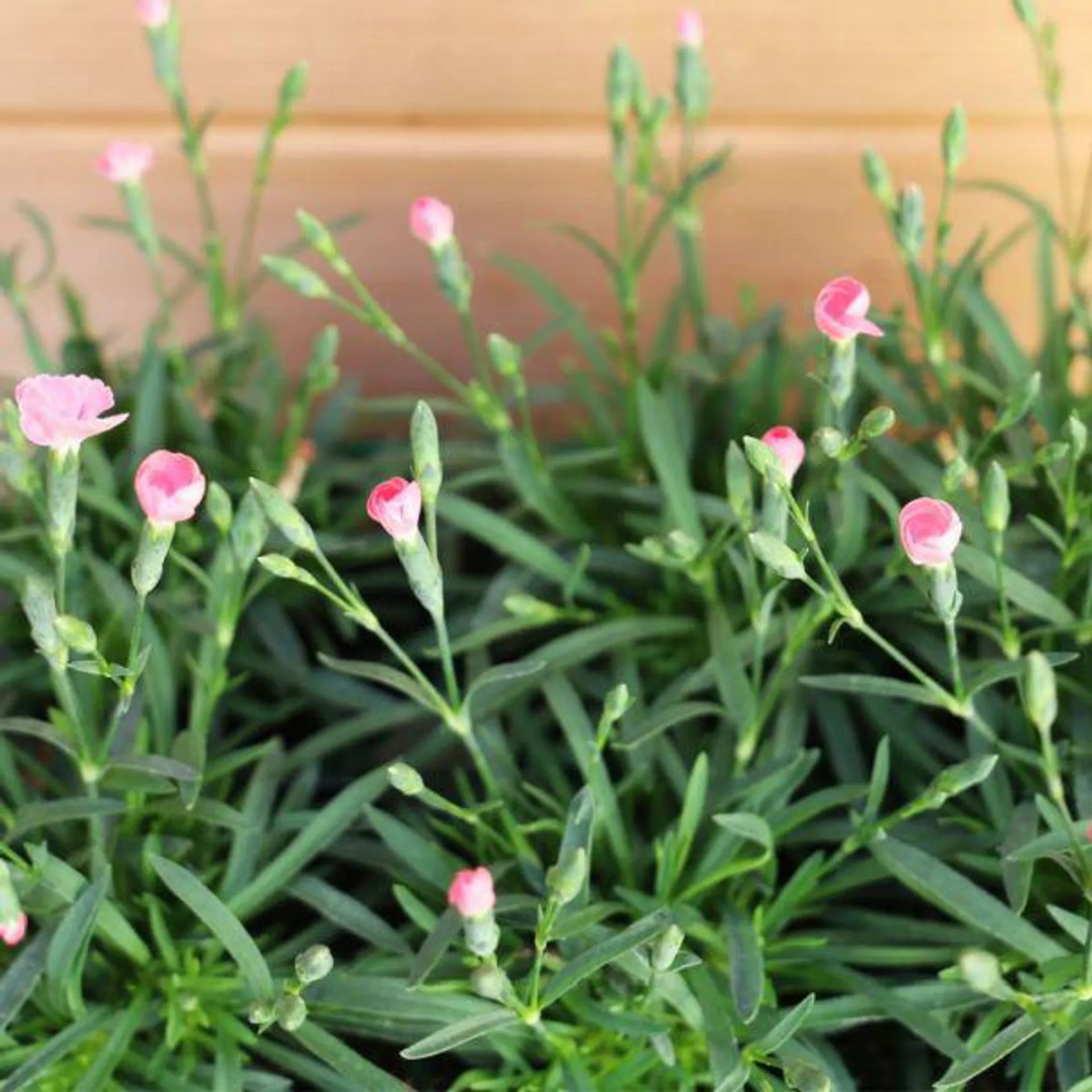 Dianthus 'Peach Party' - Jumbo 6 Pack