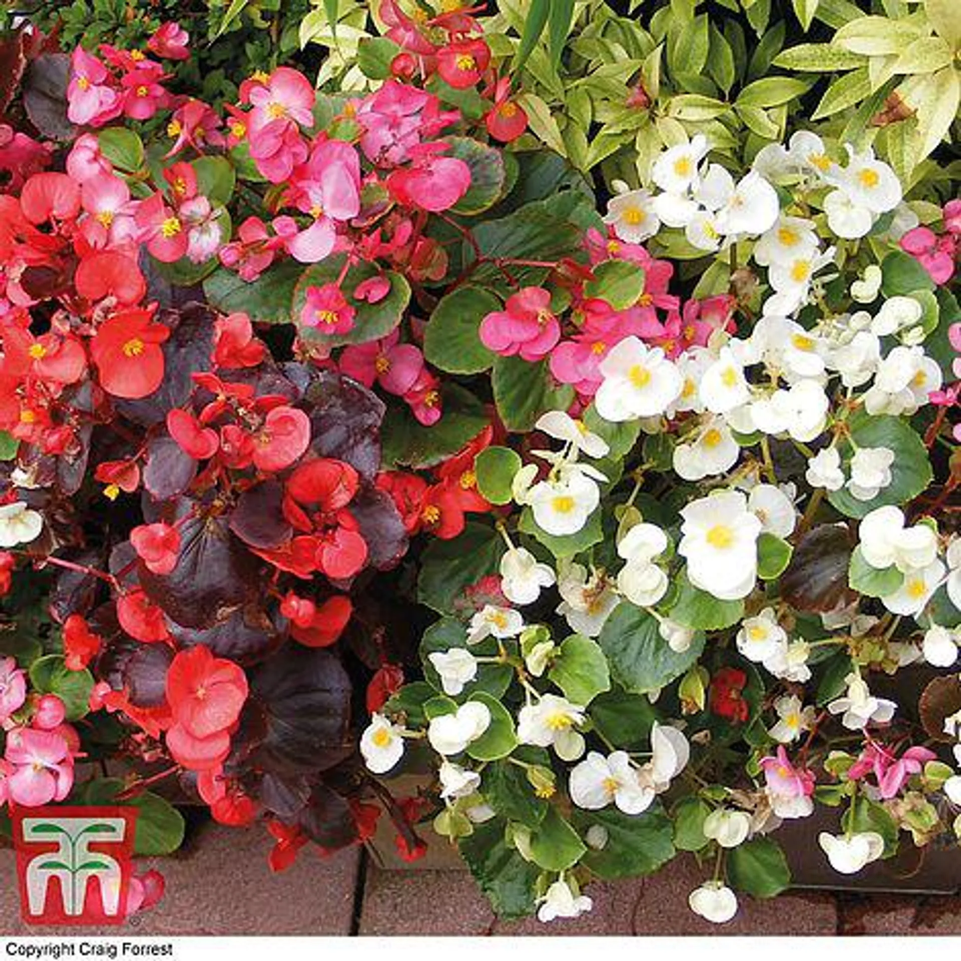 Begonia semperflorens 'Sun Shade Mix' F2 Hybrid - Seeds