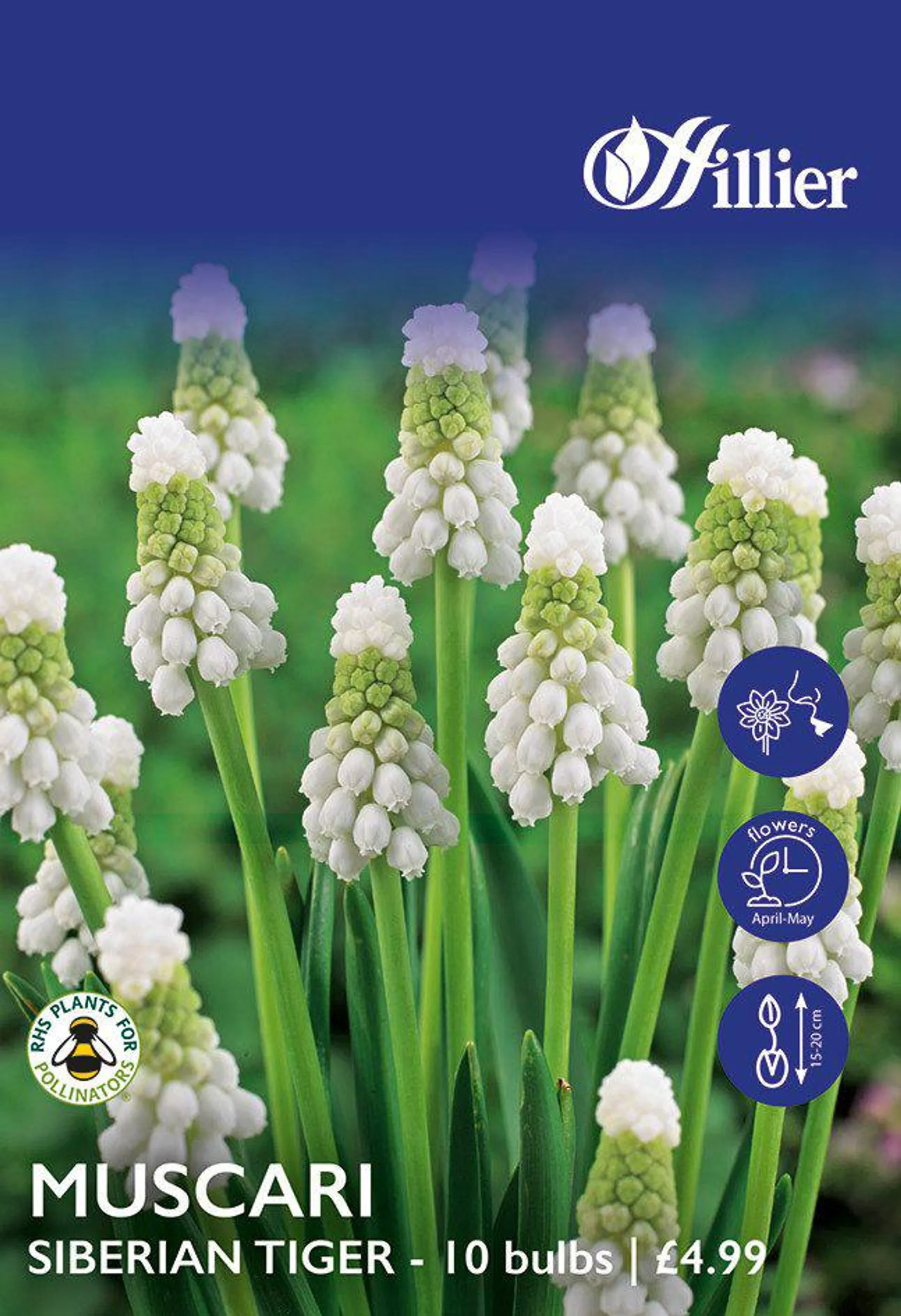 Muscari Bulbs Siberian Tiger