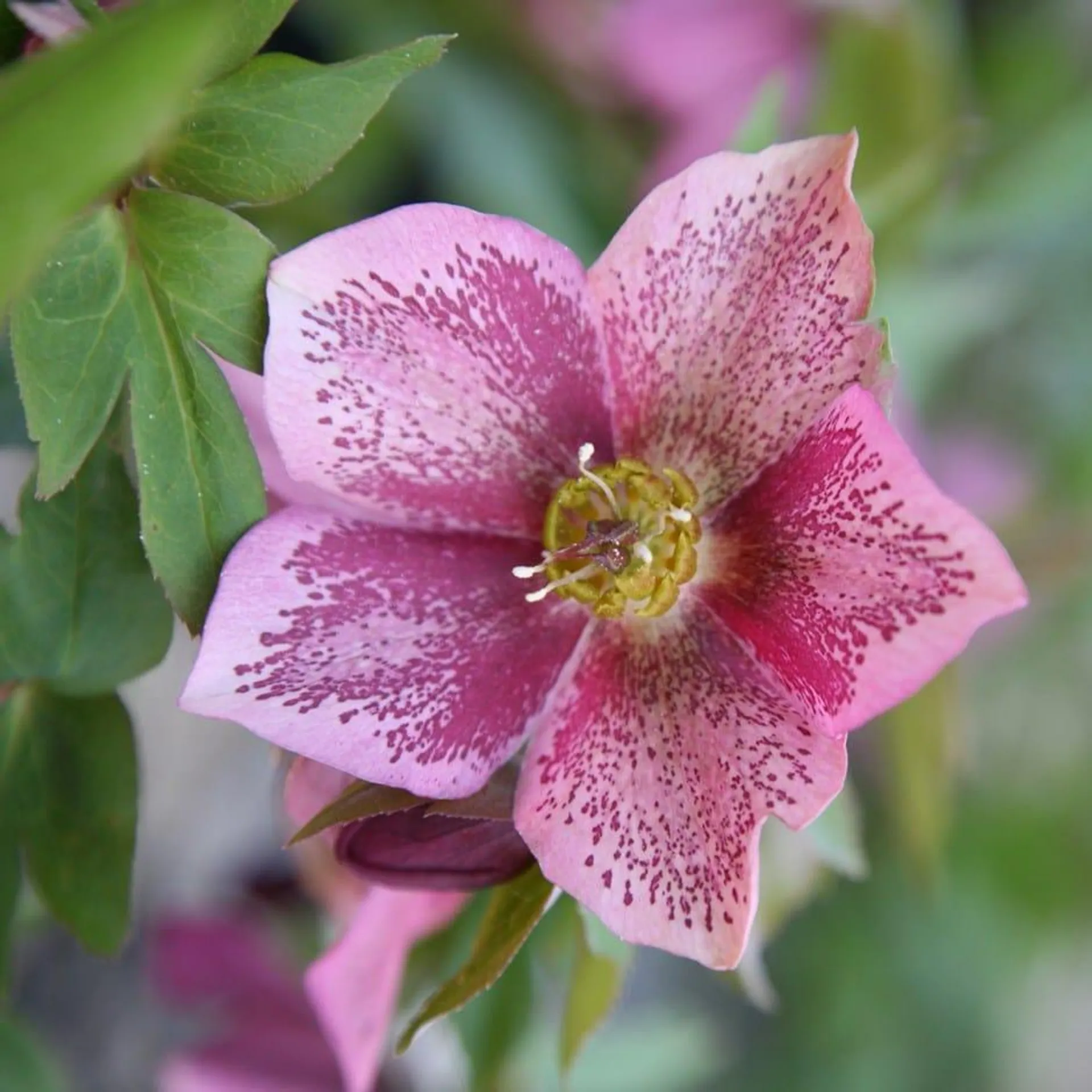 Harvington pink speckled