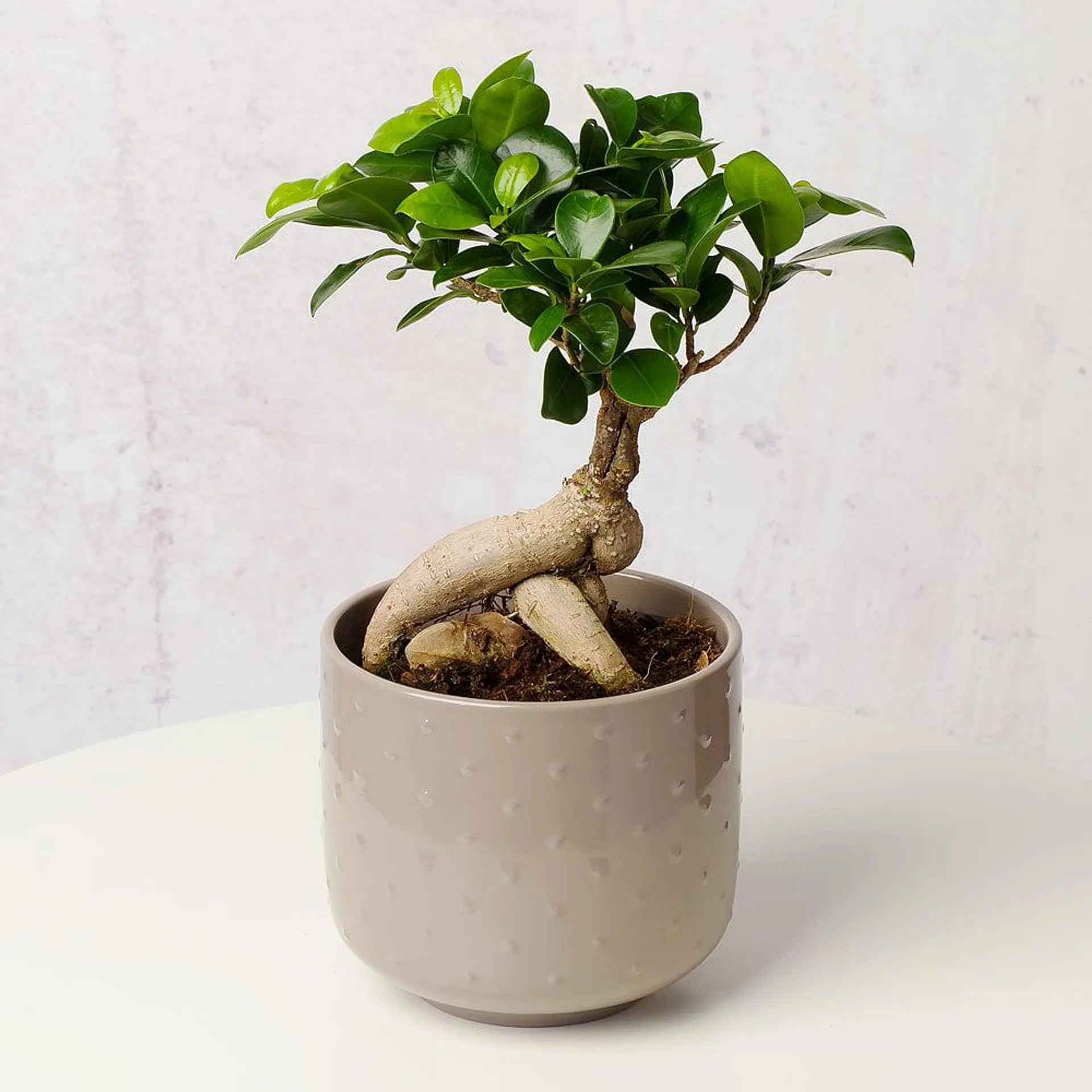 Bonsai Tree in Ceramic Pot