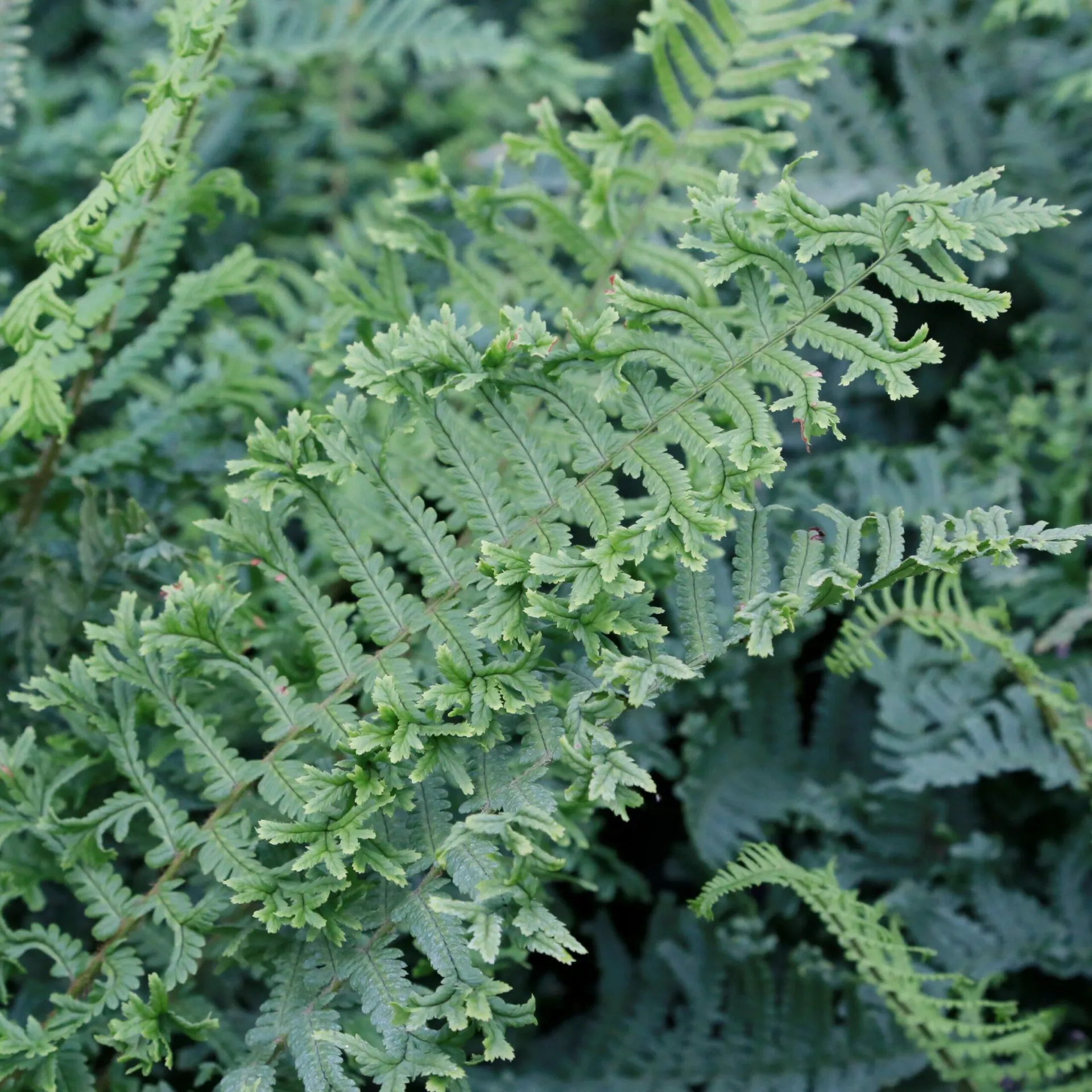 Dryopteris filix-mas Crispa Cristata