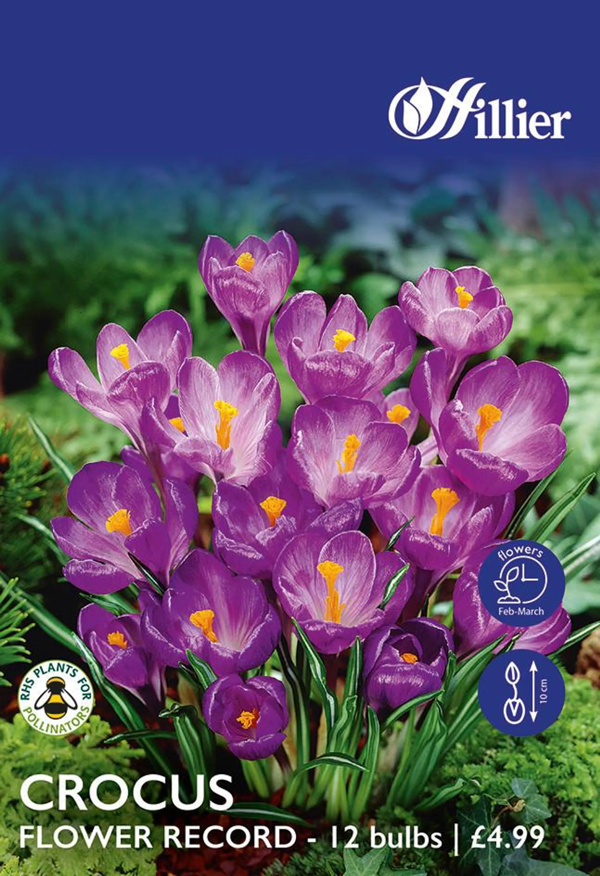 Crocus Bulbs Flower Record