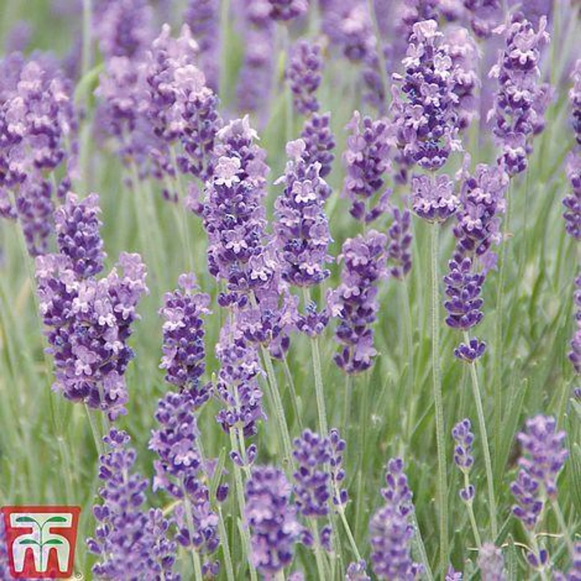 Lavender Duo Lavandula angustifolia