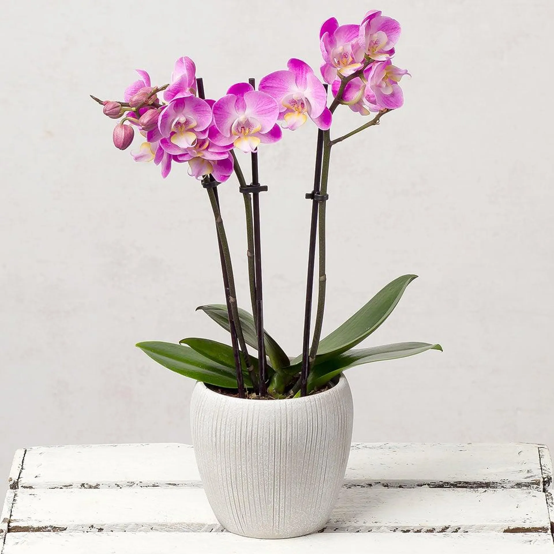 Phalaenopsis Orchid