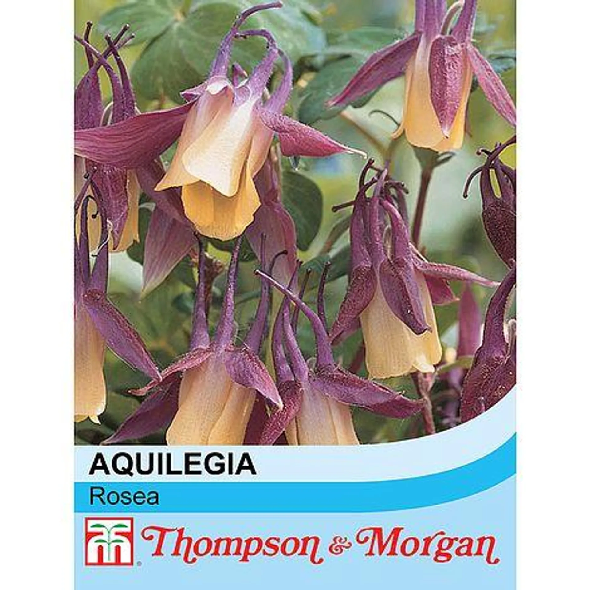 Aquilegia flabellata var. pumila f. kurilensis 'Rosea' - Seeds