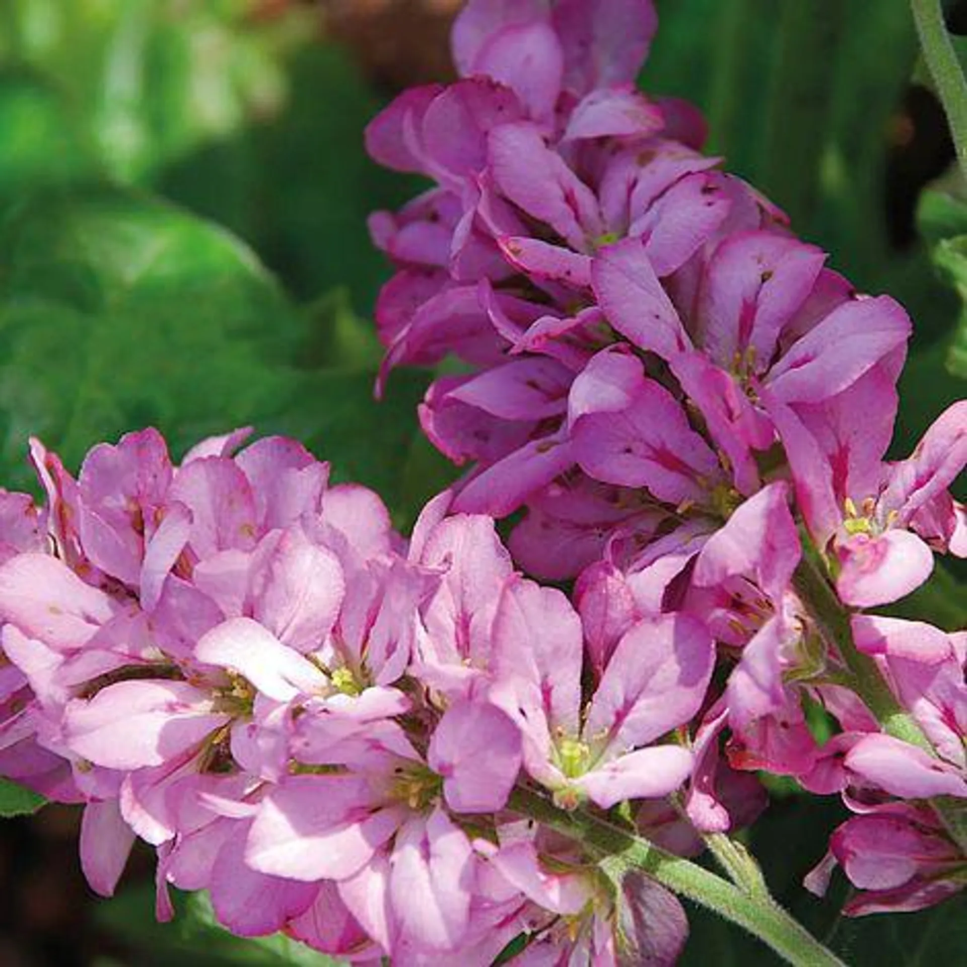 Francoa sonchifolia 'Pink Giant' - Seeds