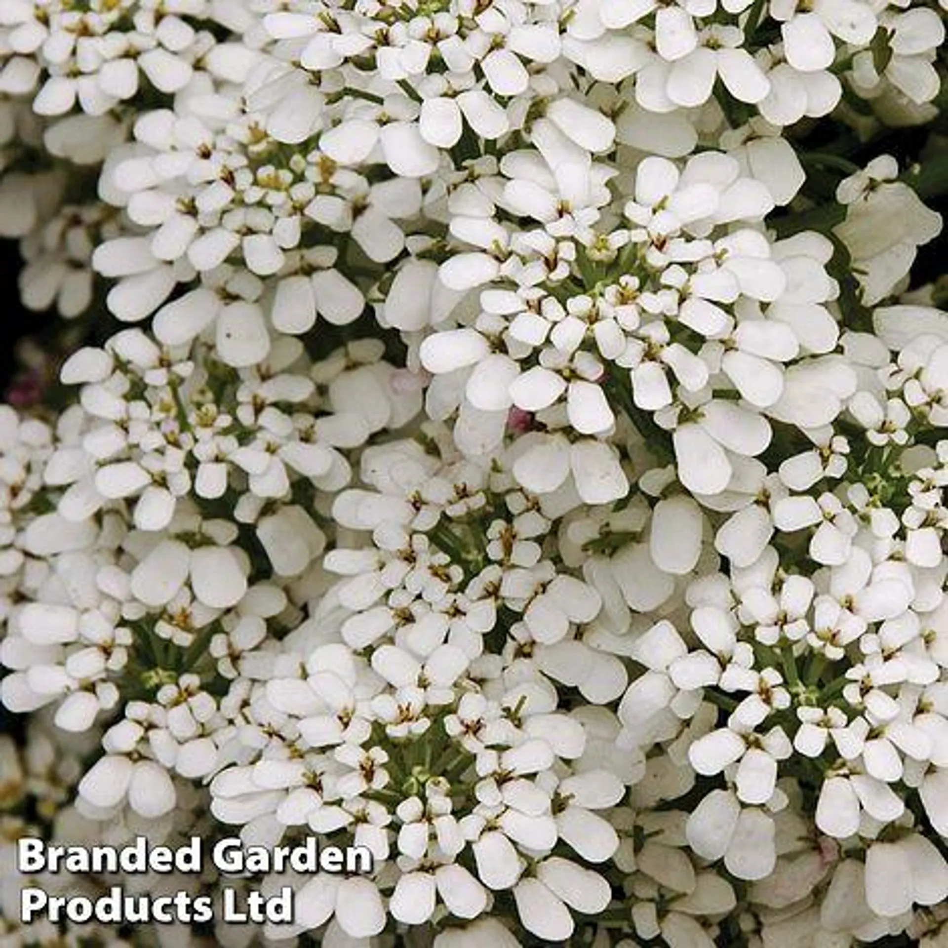 Candytuft 'Hyacinth Flowered' - Easy Grow Seed Range