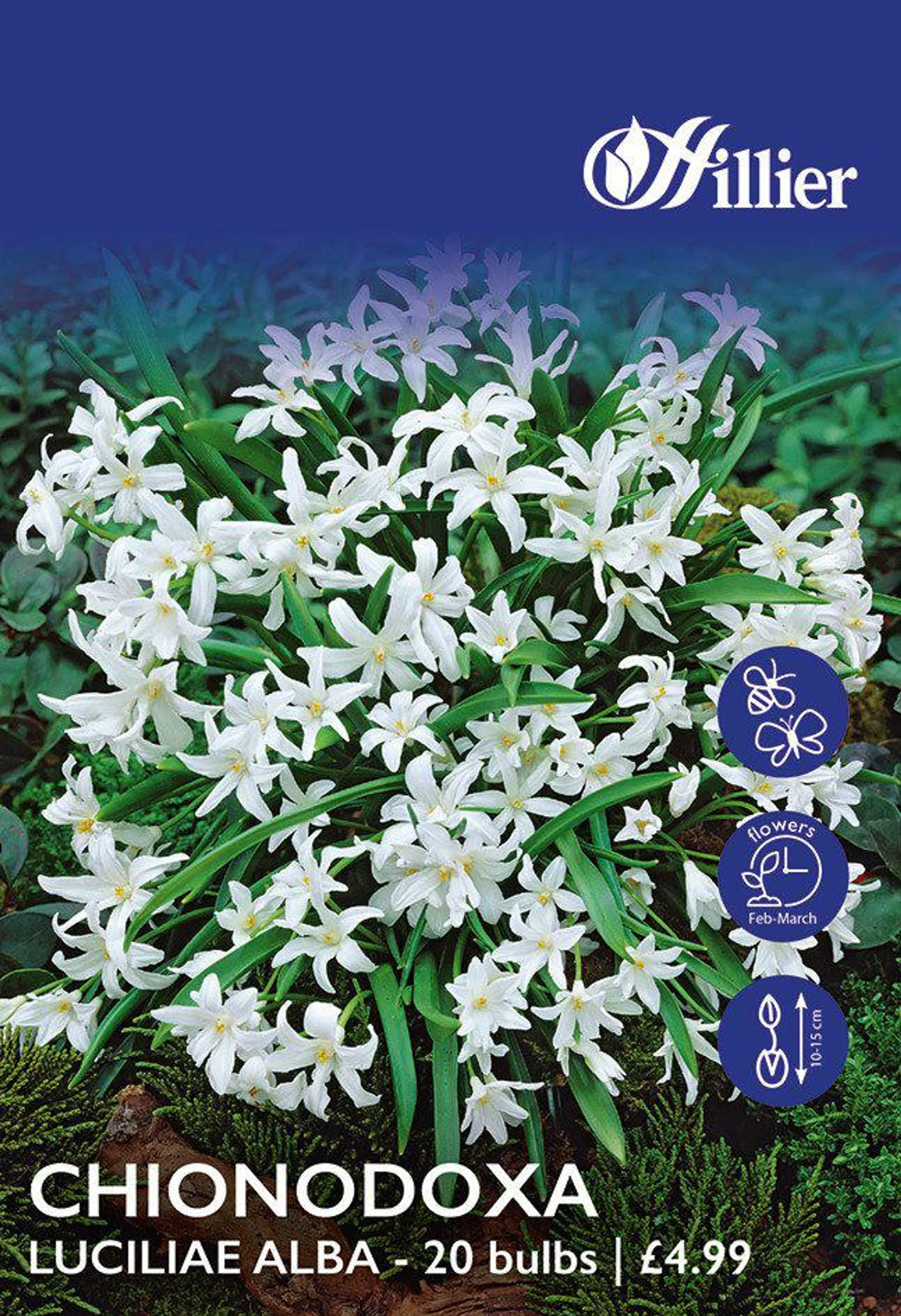 Chionodoxa Bulbs Luciliae