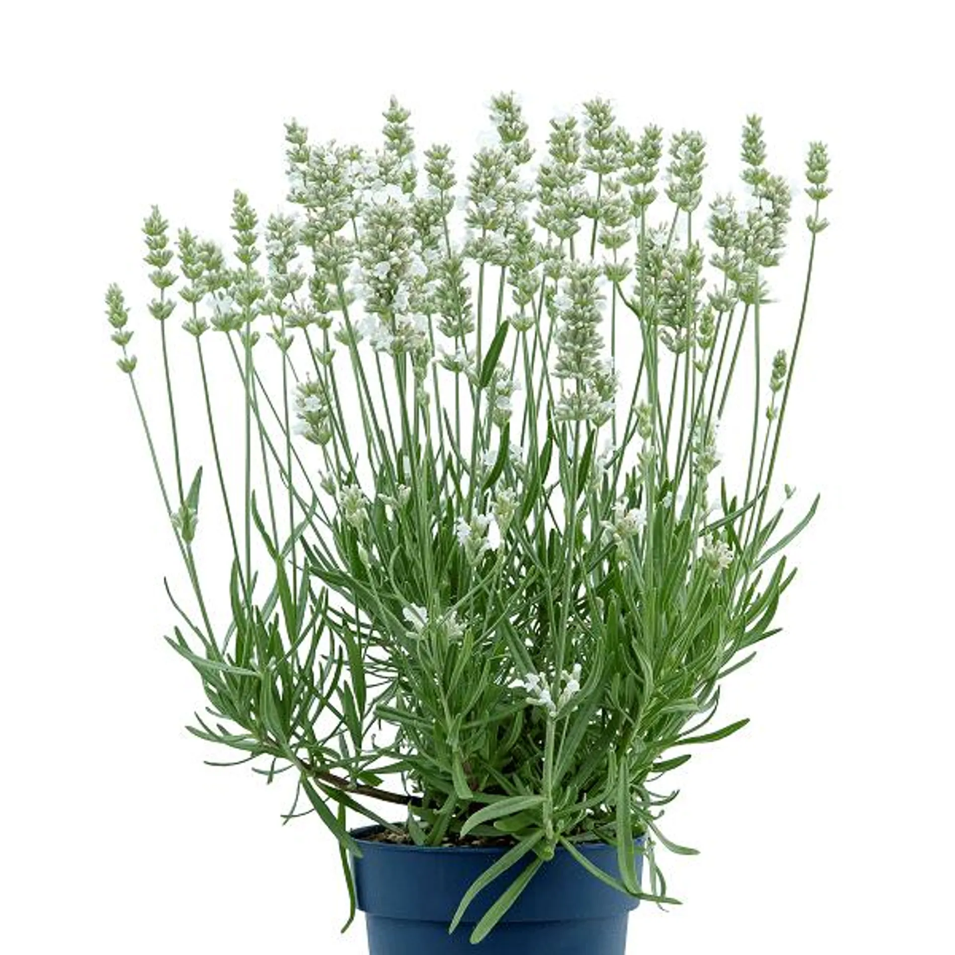 Lavandula angustifolia Beezee ‘White’