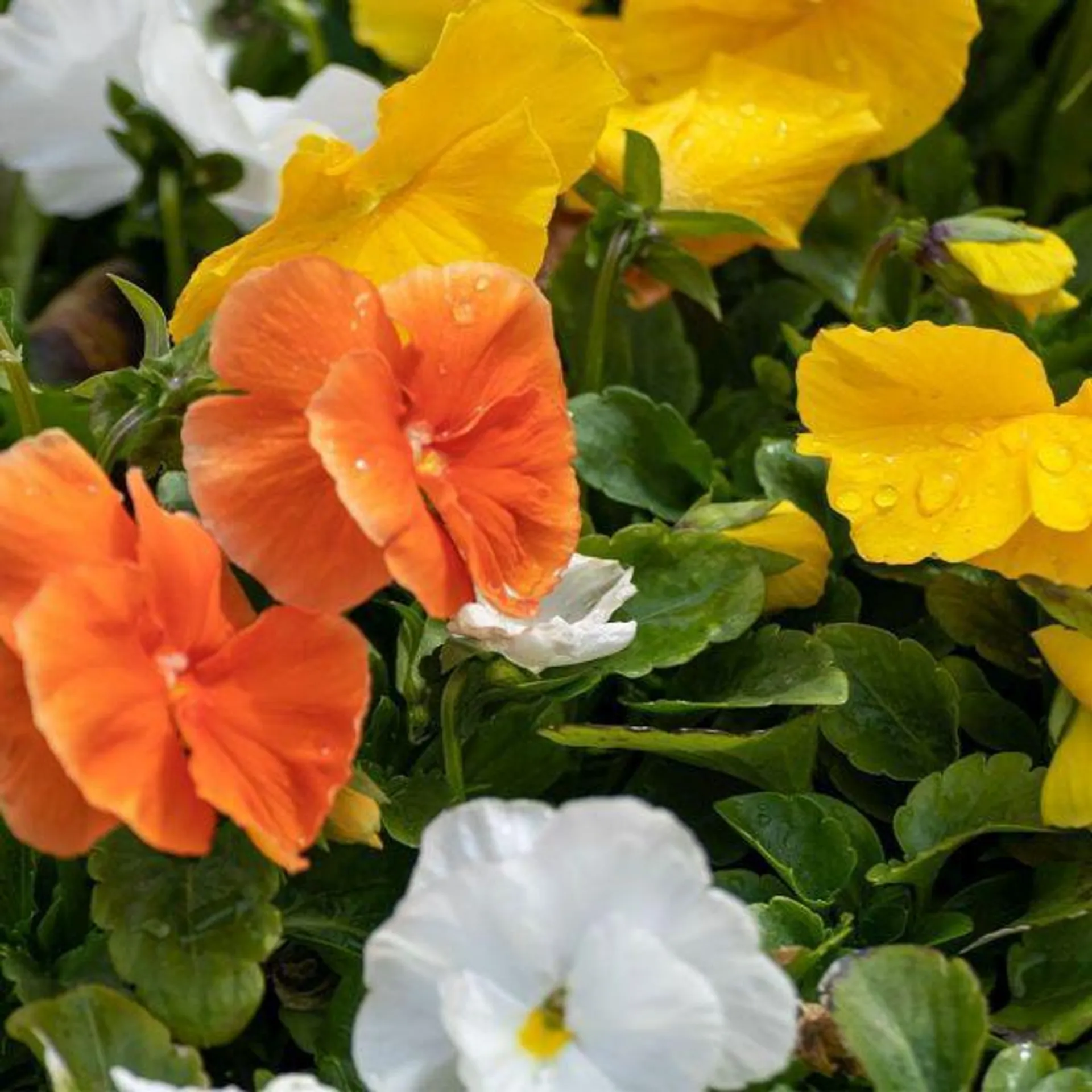 Pansy Citrus Mixed 20 Pack
