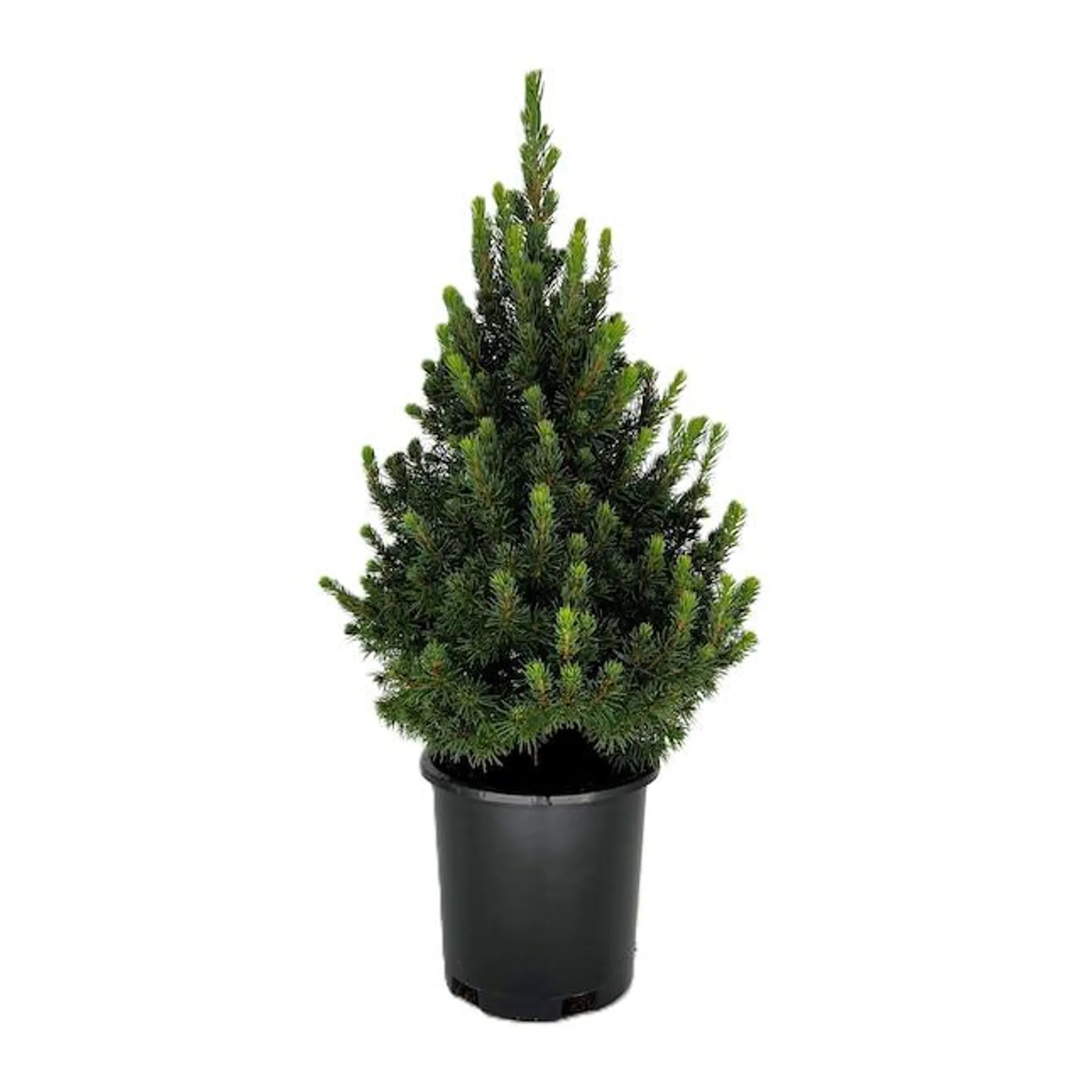 Dwarf Alberta Spruce Foundation/Hedge Shrub in 2.5-Quart Pot