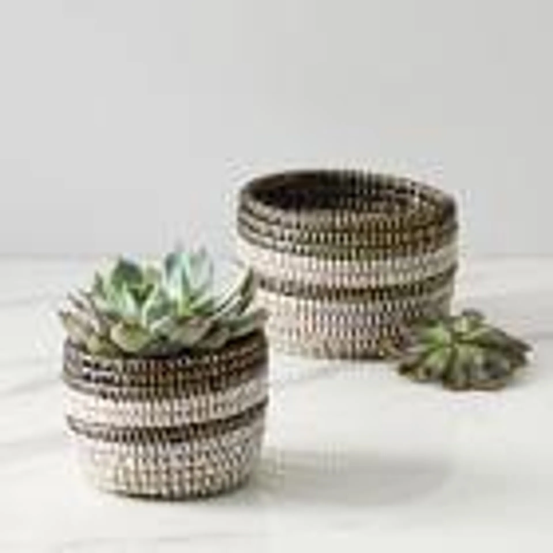 Colorblocked Basket Succulent Planters