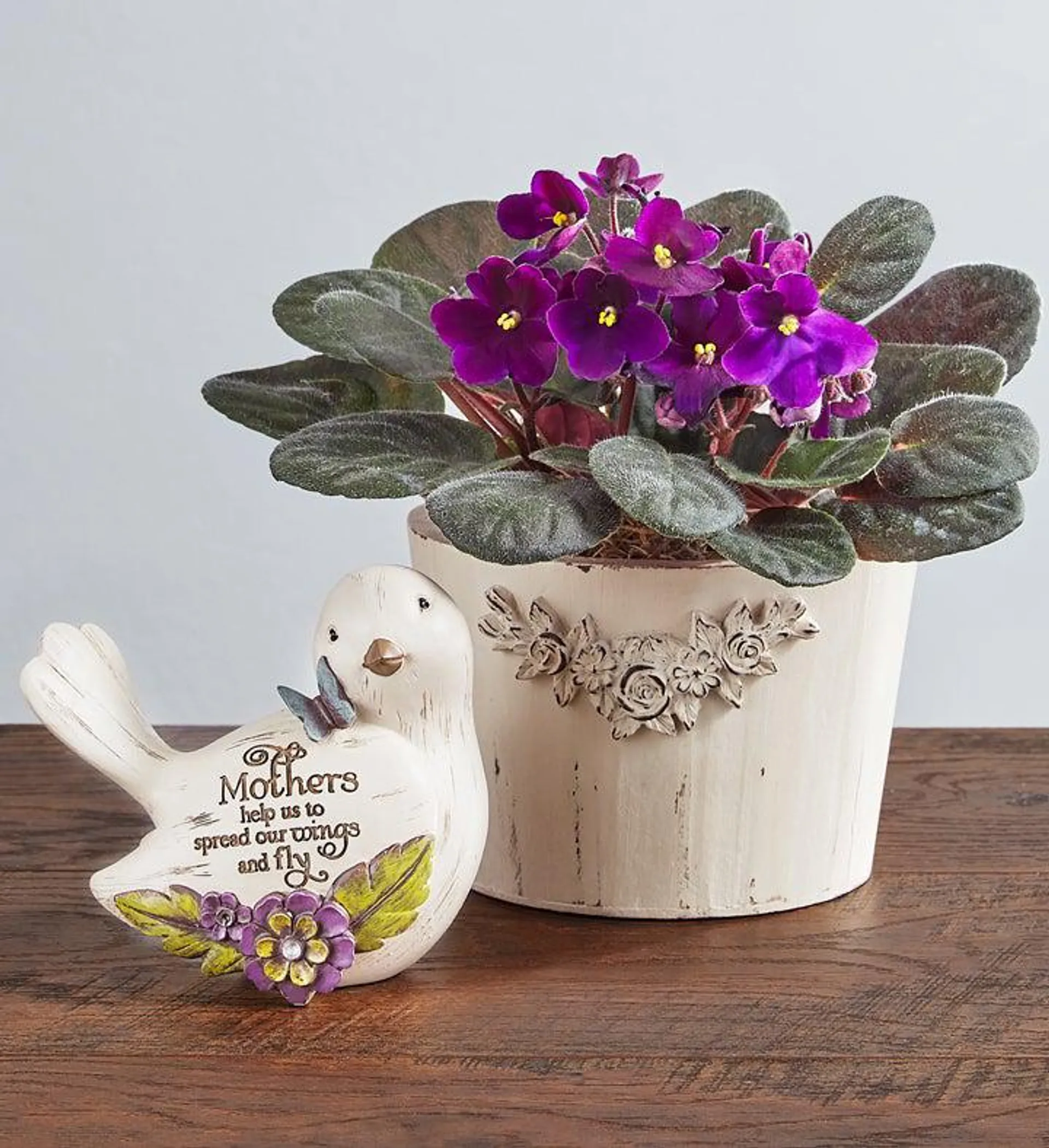 Purple Blossoms African Violet Plant