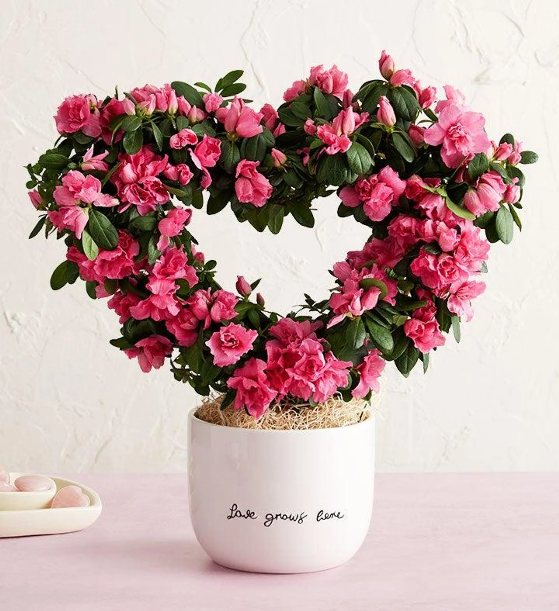 Love Grows Here Azalea Topiary