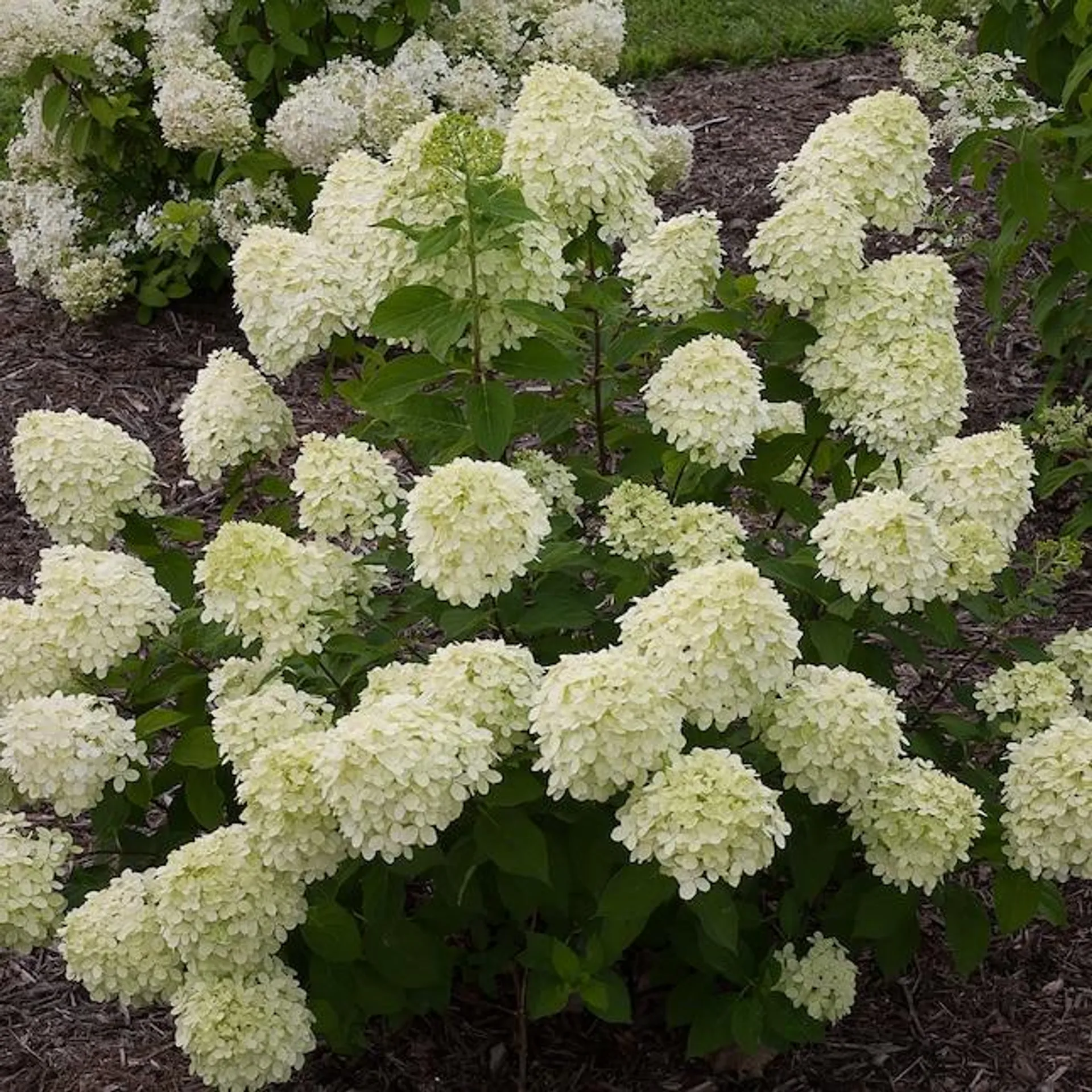 Proven Winners Multicolor Little Lime Panicle Hydrangea (Paniculata) Flowering Shrub in 1-Quart Pot