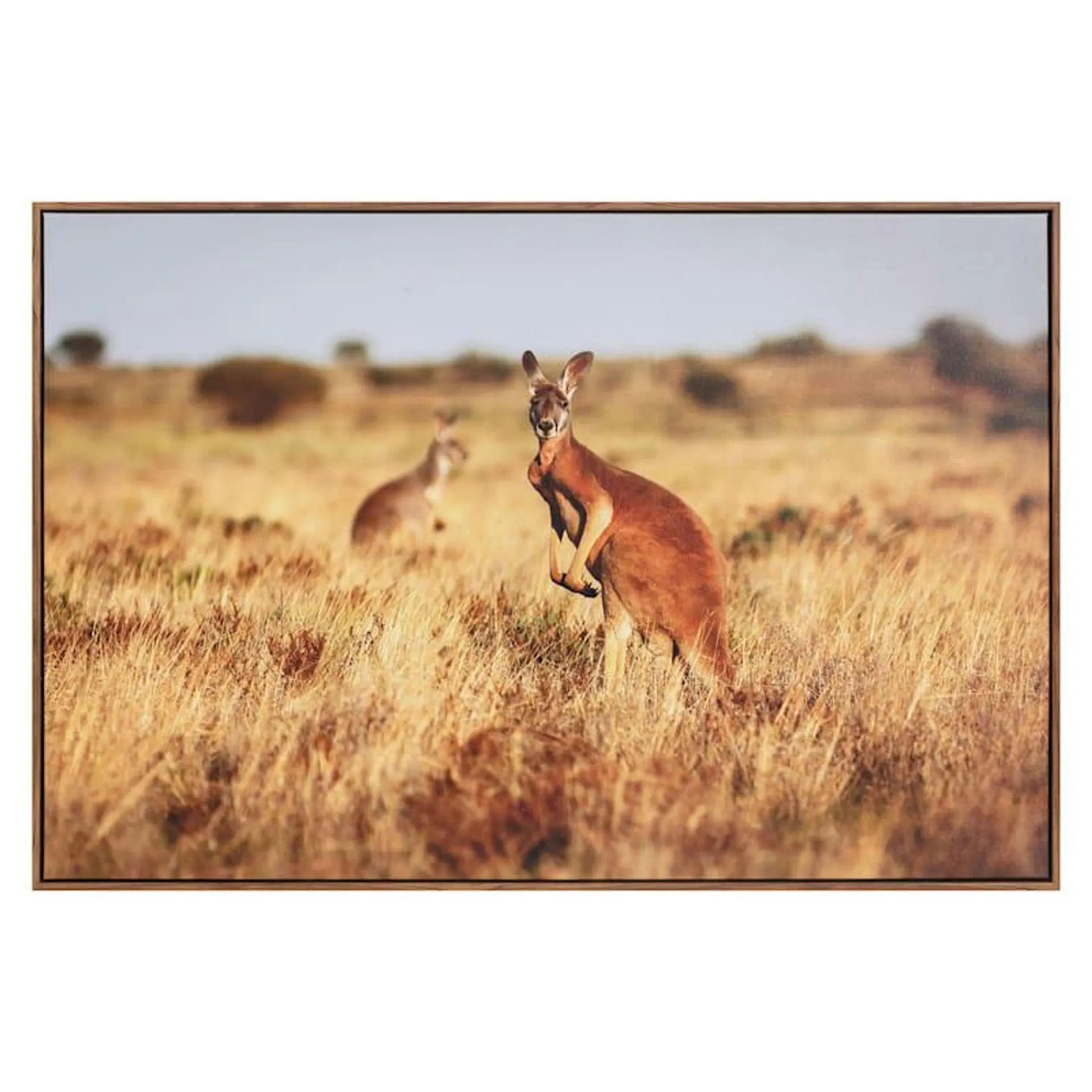 Framed Kangaroo Canvas Wall Art, 36x24